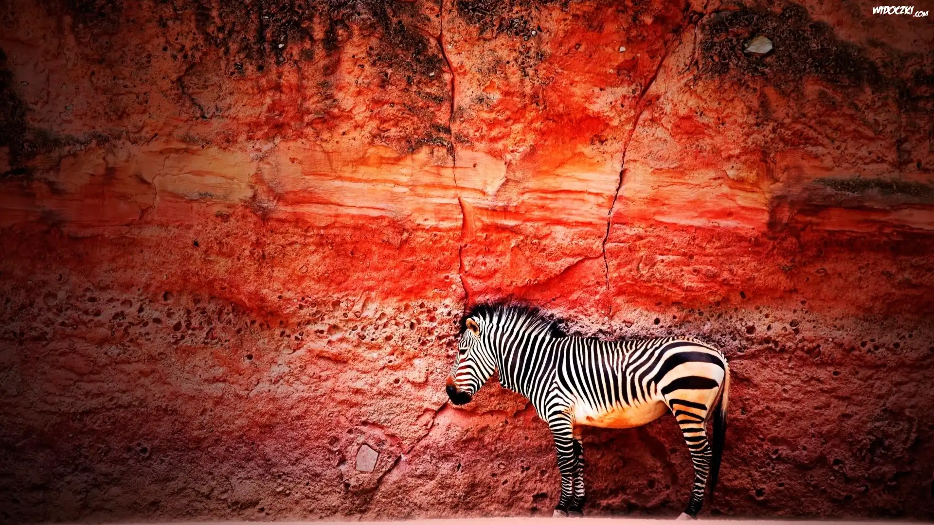 Zebra, Skała