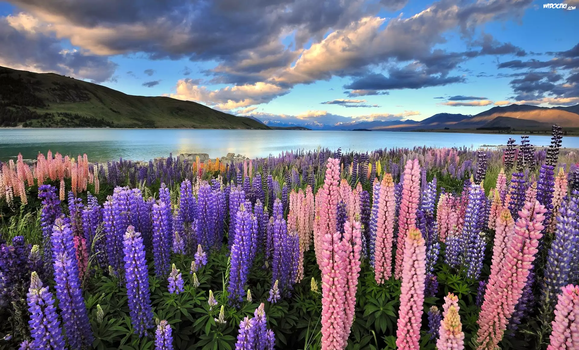 Nowa Zelandia, Jezioro Tekapo, Góry, Łąka, Łubin