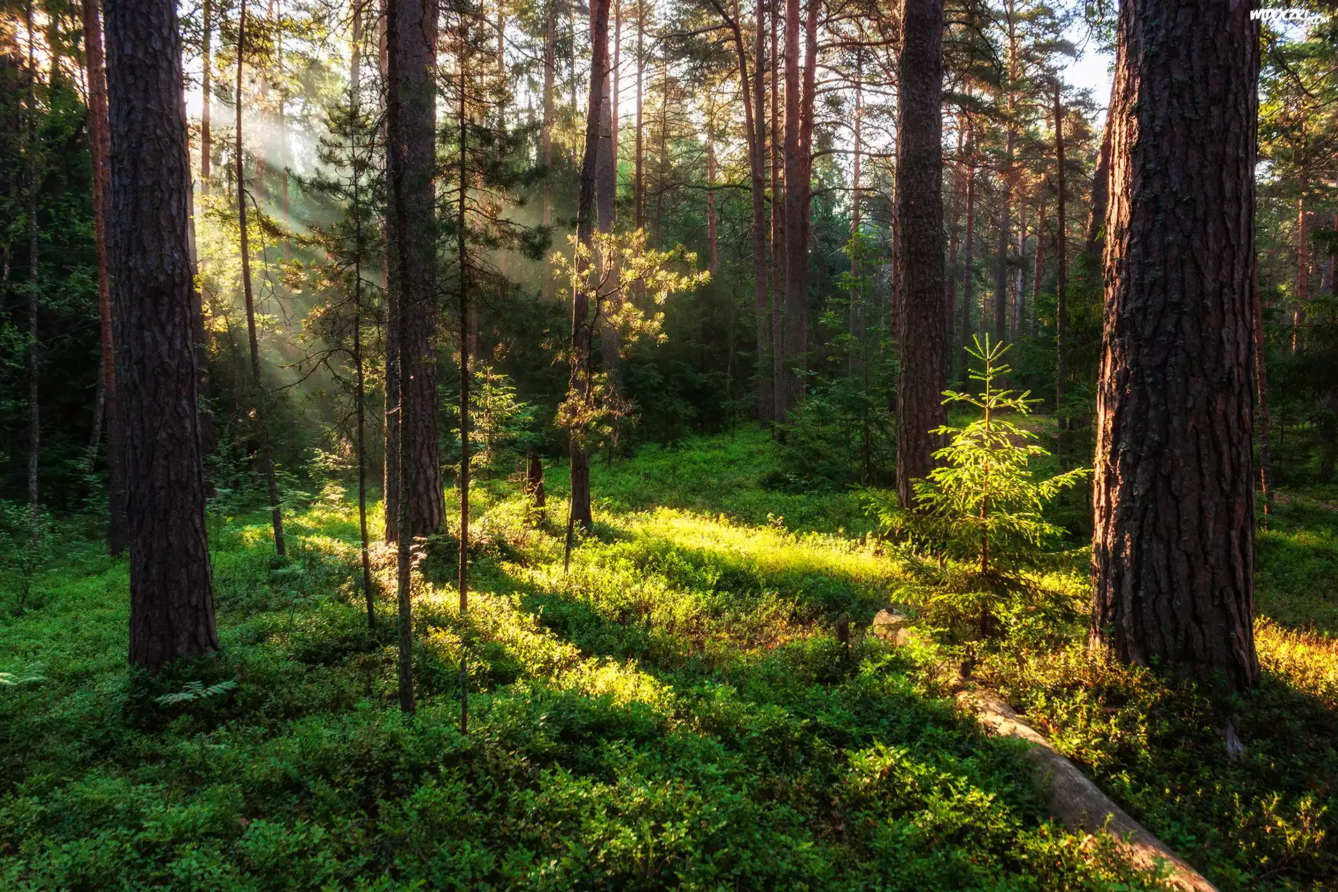 Las, Drzewa, Rośliny, Zieleń, Przebijające światło