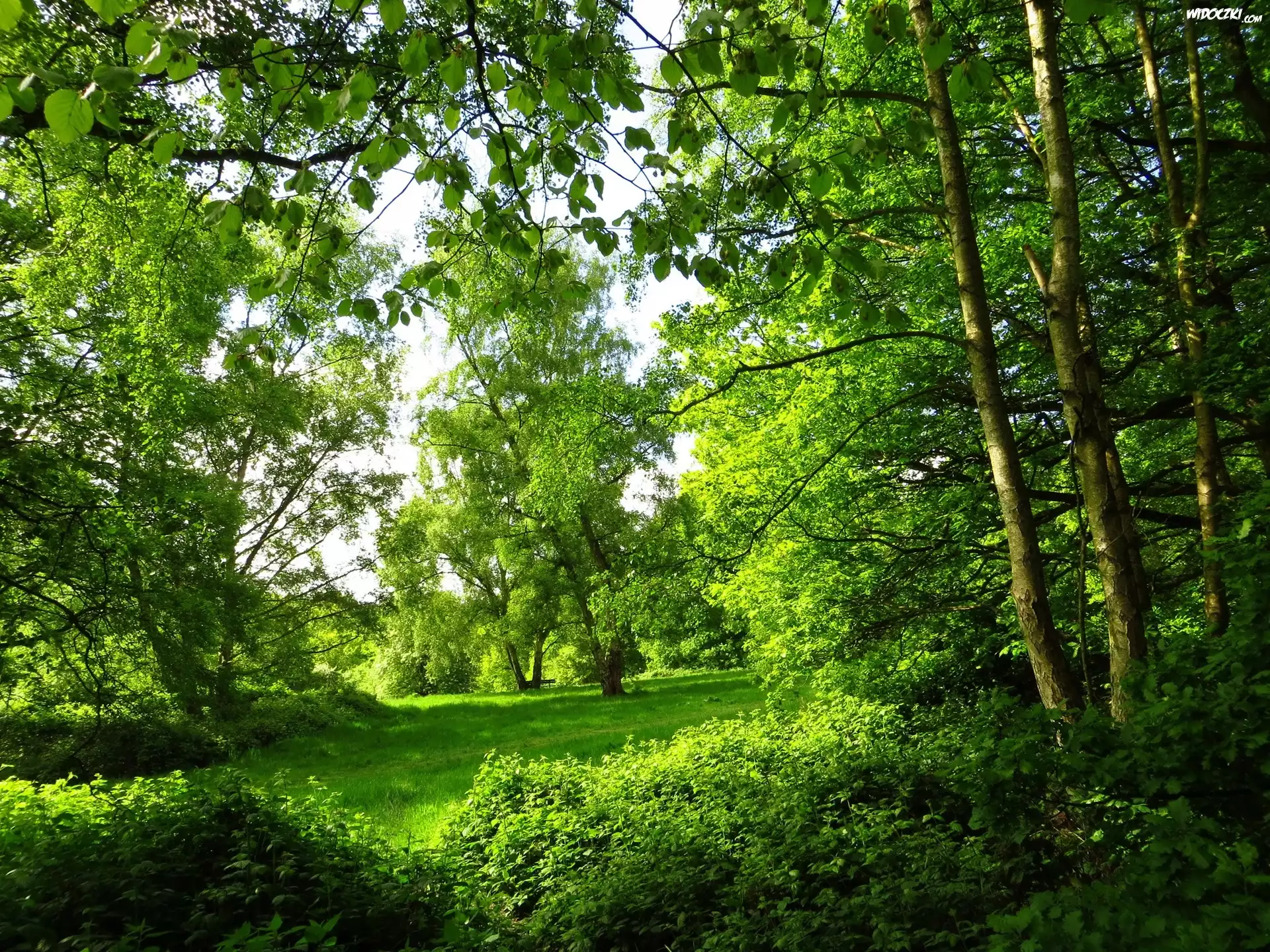 Park, Zielone, Drzewa