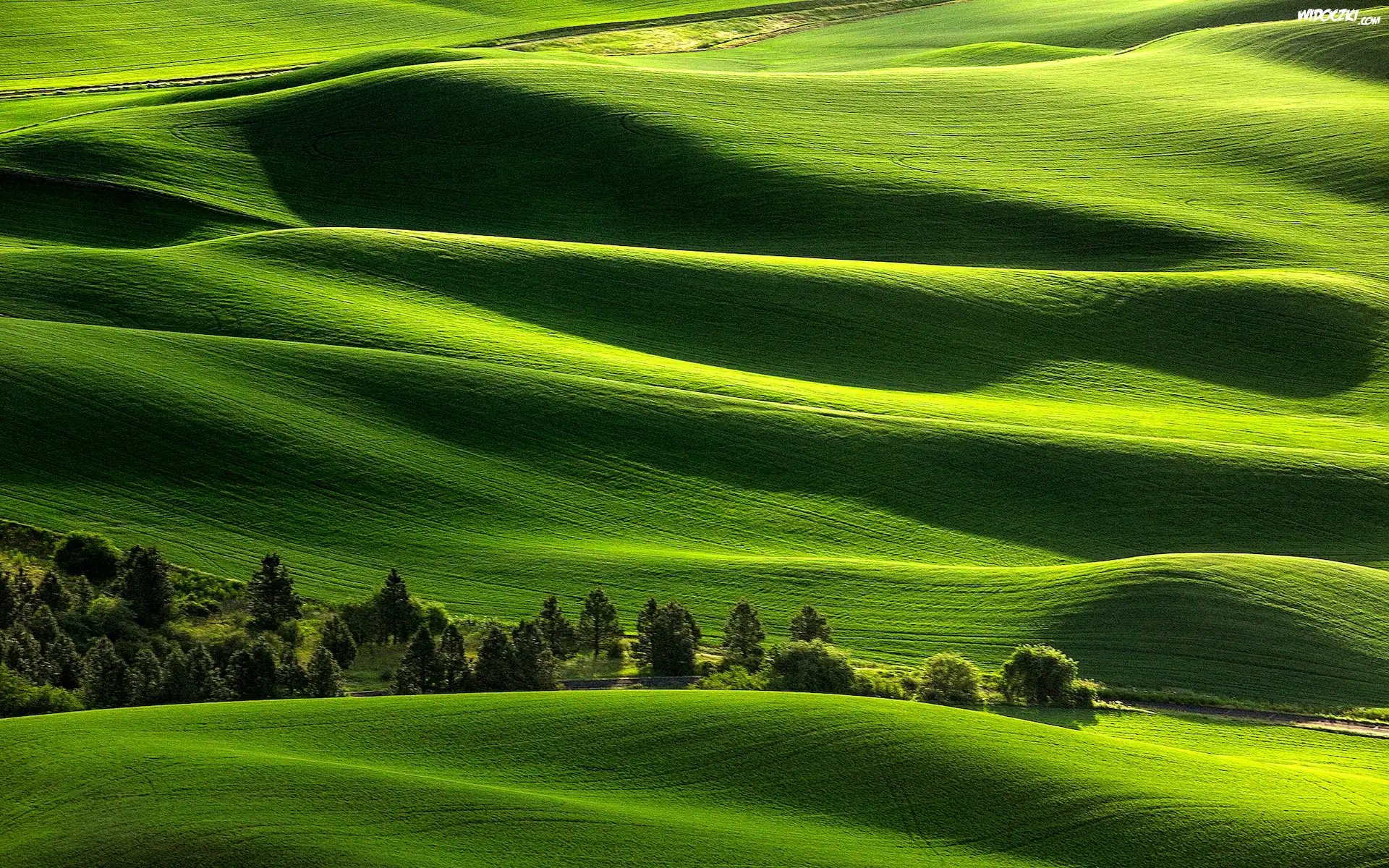 Wzgórza, Zielone, Drzewa, Palouse, Stan Waszyngton, Stany Zjednoczone