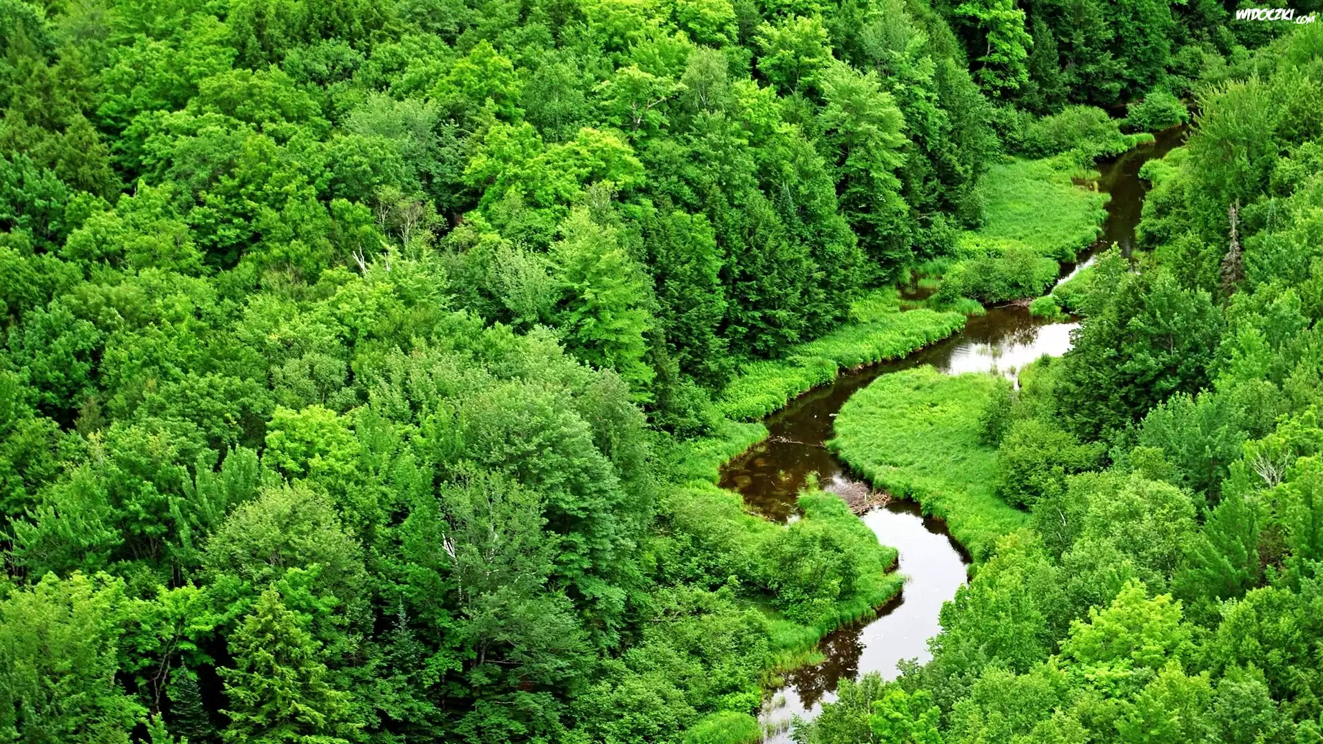 Zielony, Las, Meandrująca, Rzeka