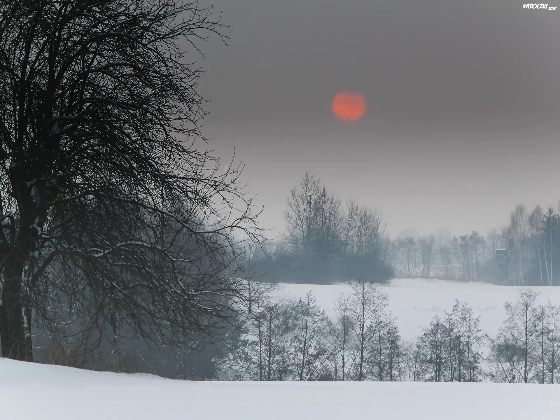 Zima, Drzewa, Cerwone, Słońce