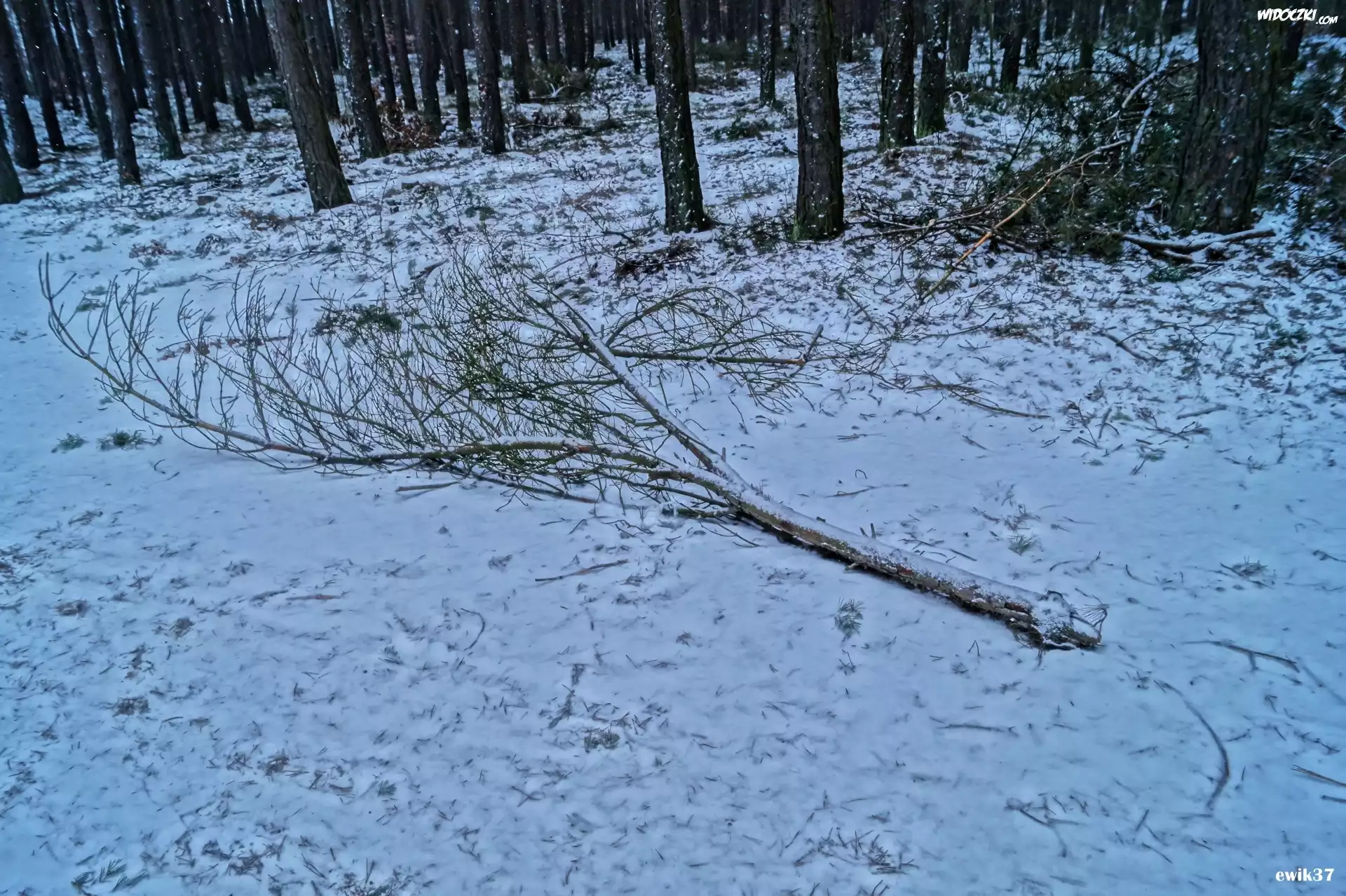 Zima, Drzewa, Droga, Gałąz
