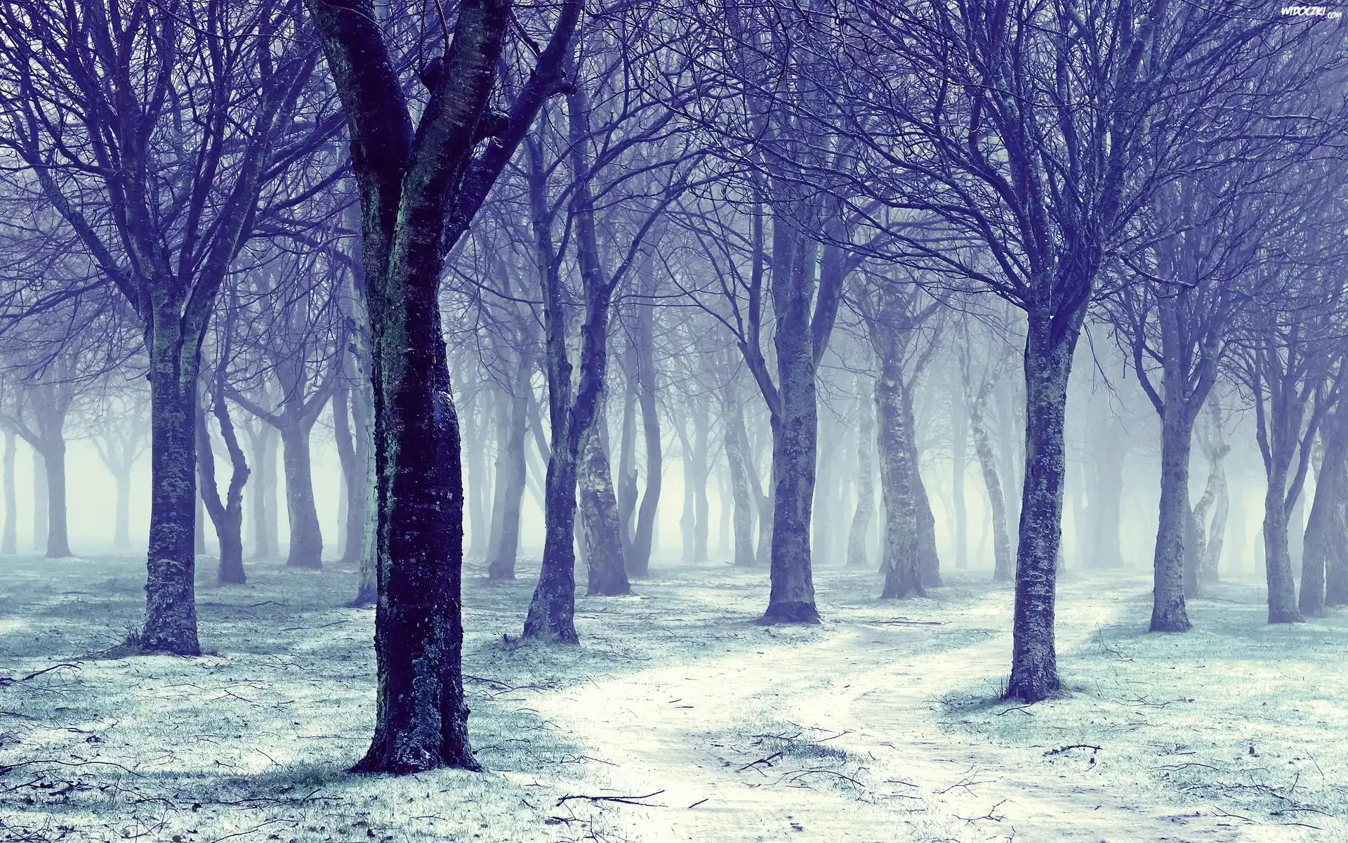 Zima, Las, Drzewa, Åšnieg