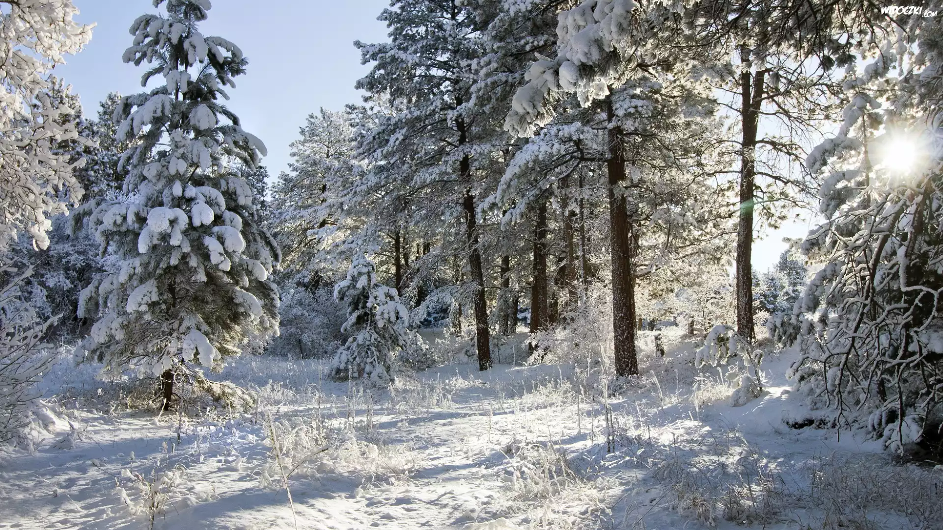 Zima, Śnieg, Las, Ośnieżone, Drzewa, Słońce