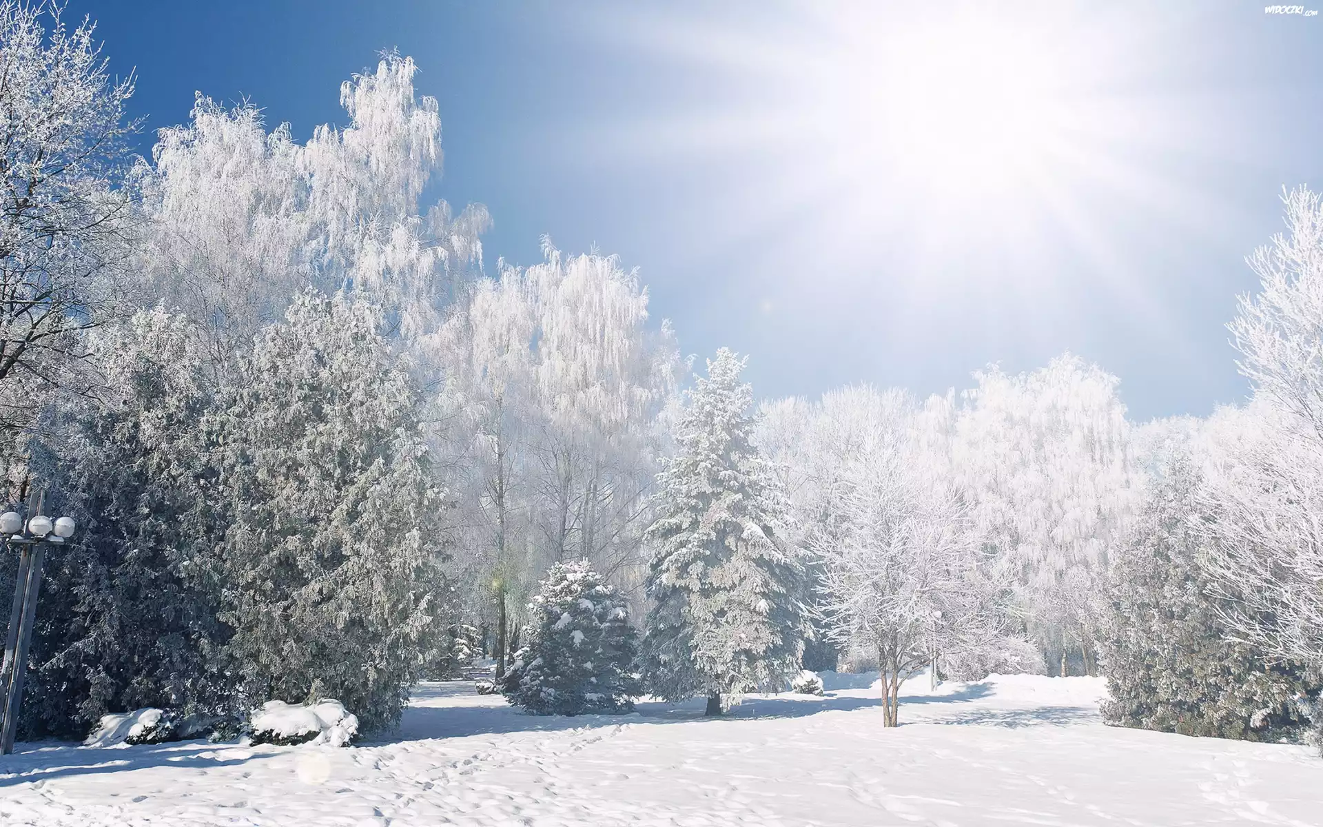 Zima, Śnieg, Drzewa, Słońce