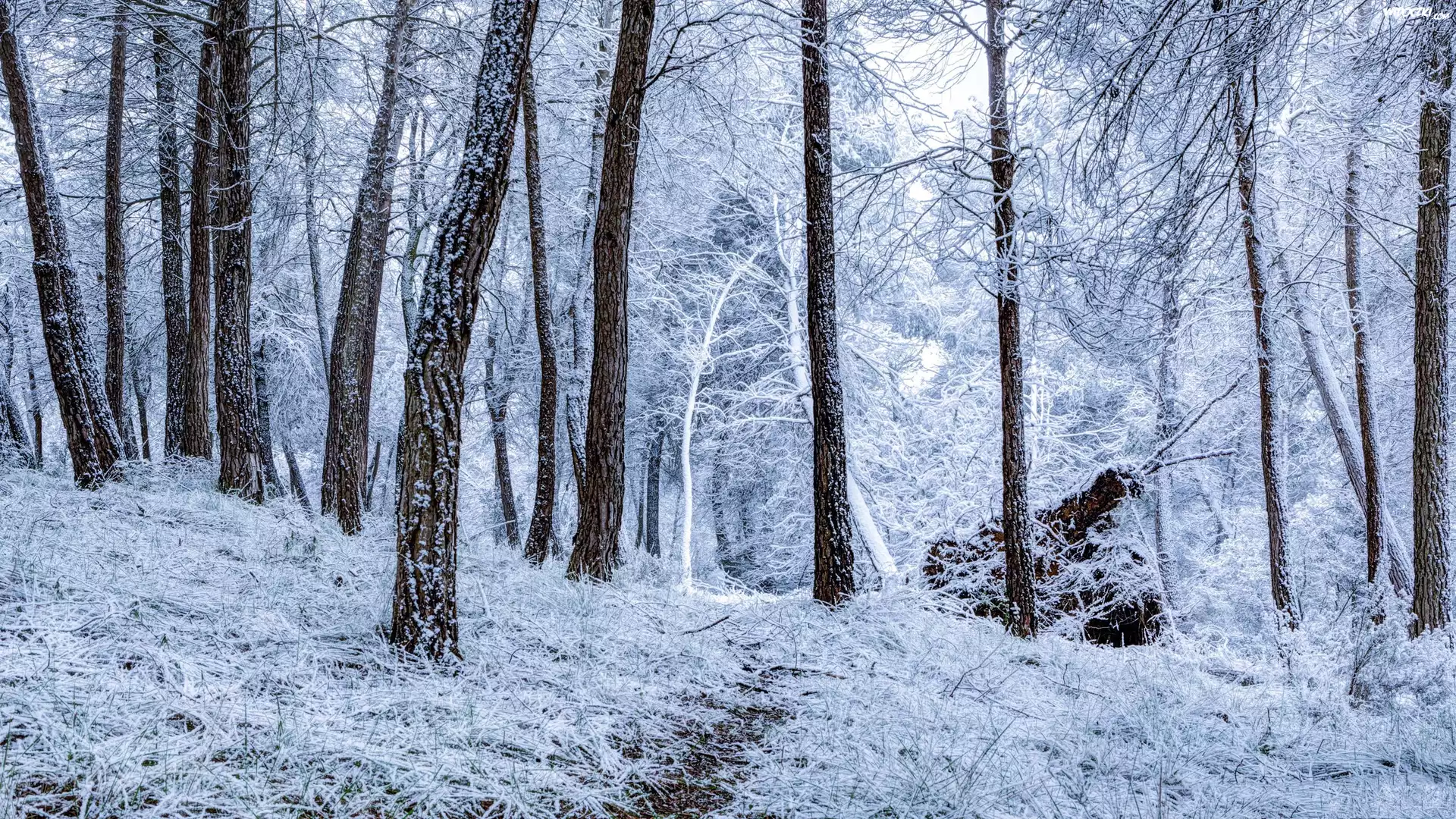 Zima, Las, Śnieg, Szron, Drzewa, Ścieżka
