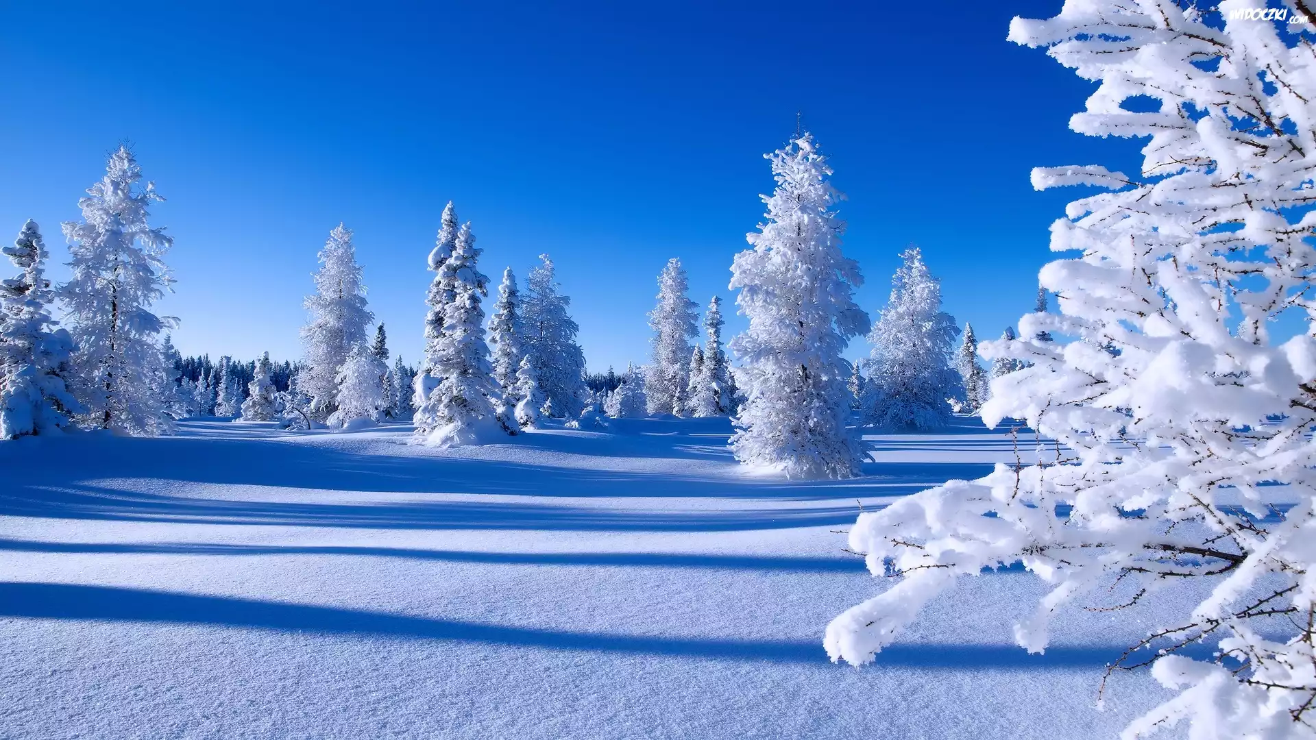 Zima, Śnieg, Ośnieżone, Drzewa, Świerki