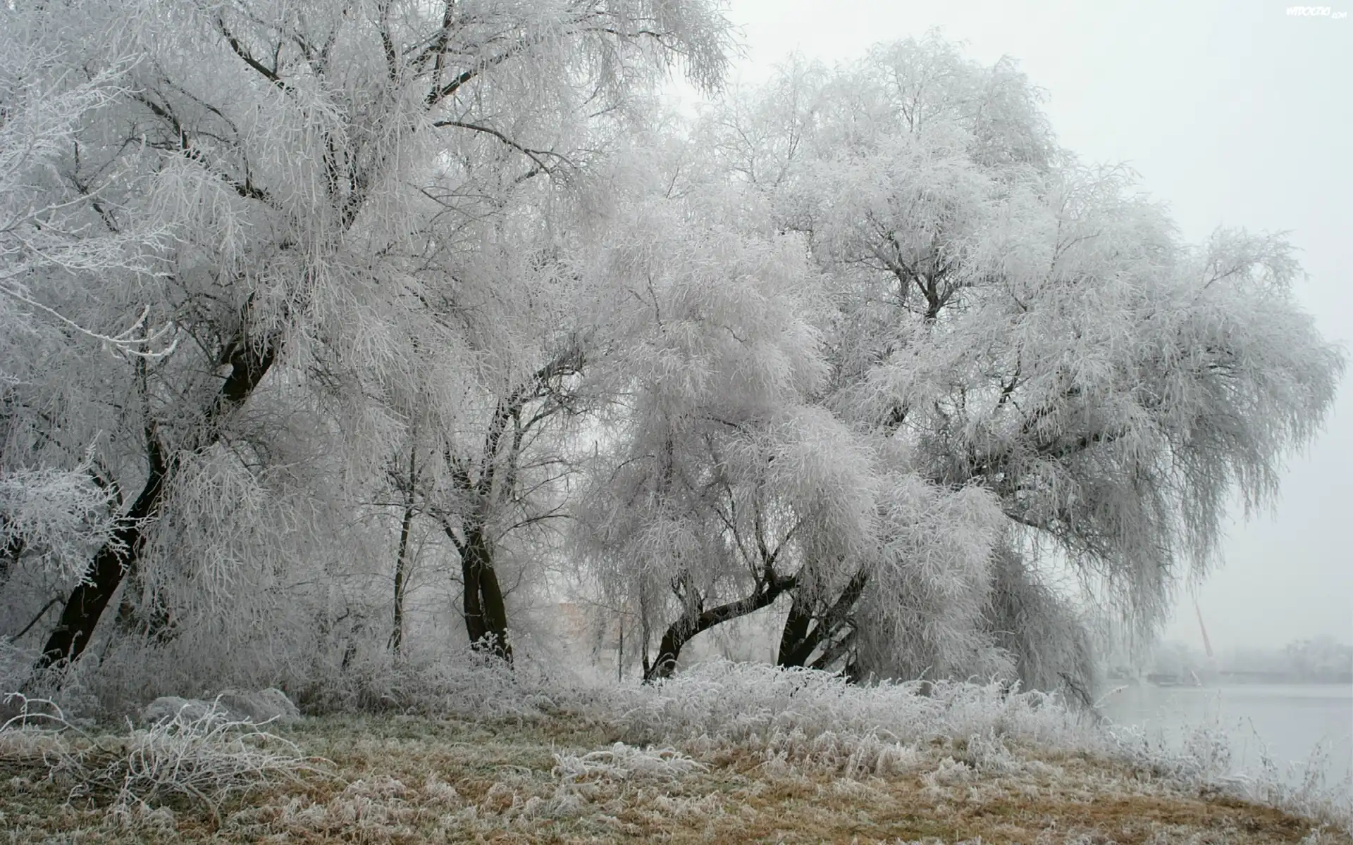Drzewa, Zima, Szadź