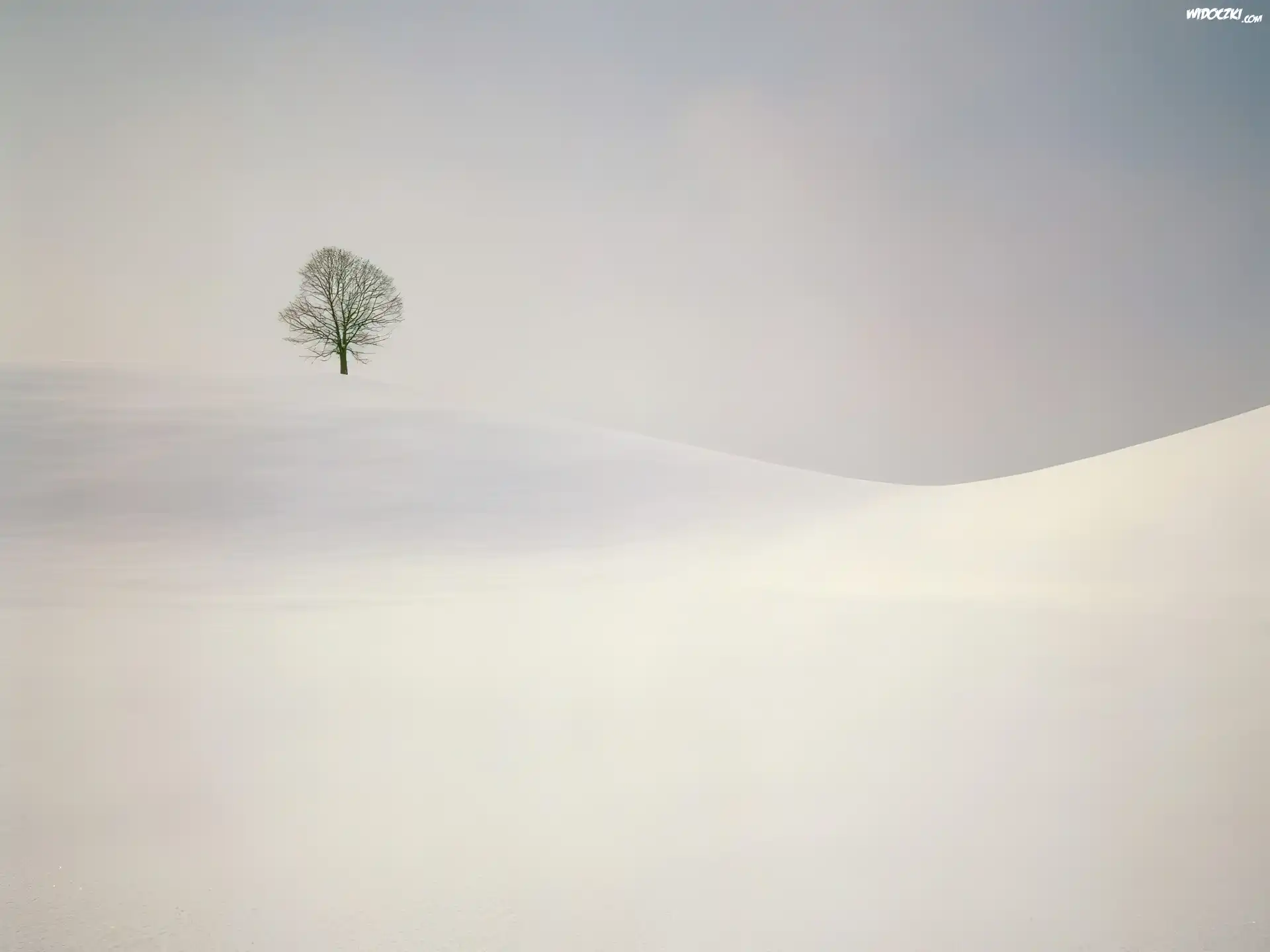 Zima, Drzewo