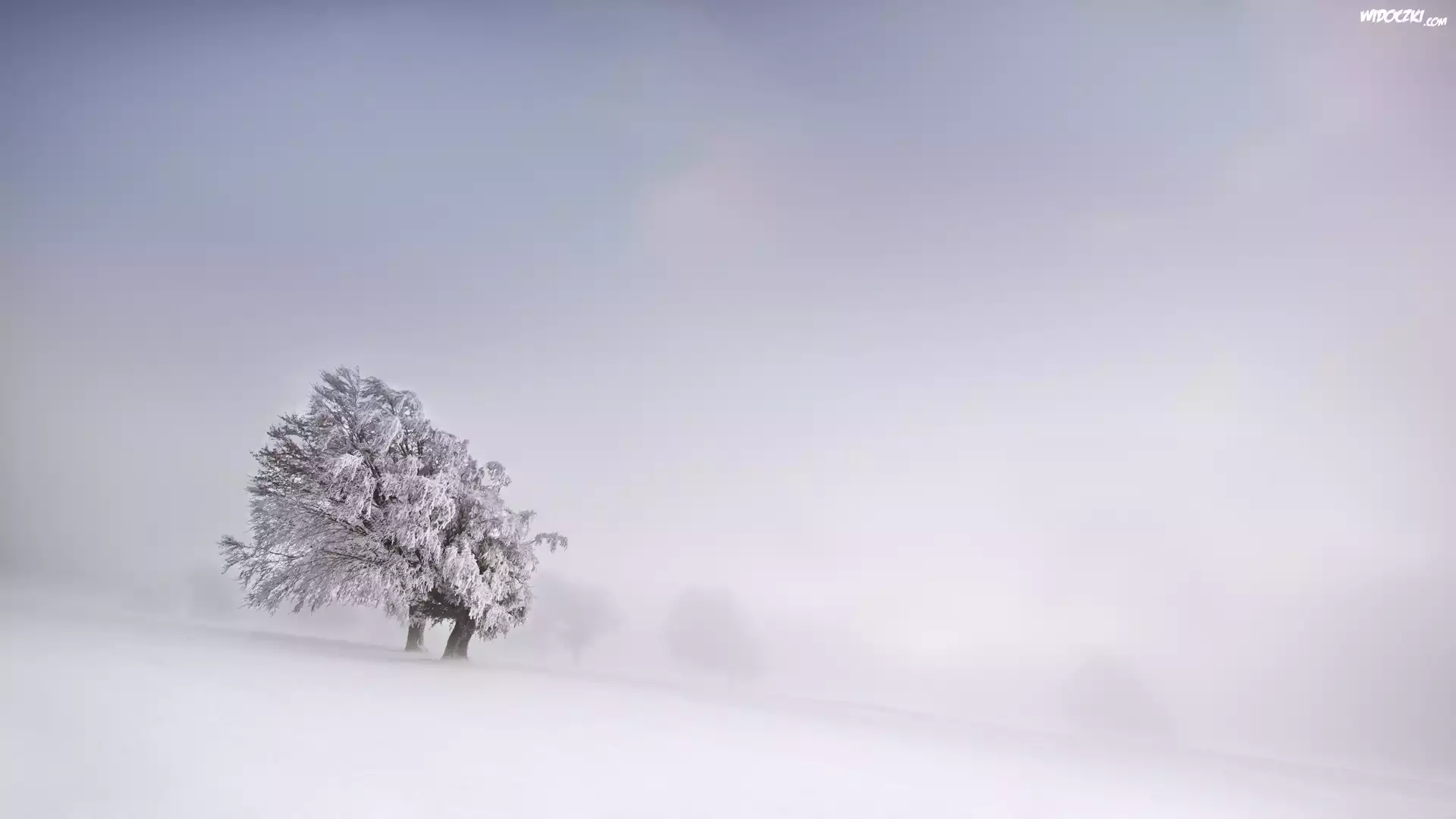 Drzewo, Zima, Śnieg