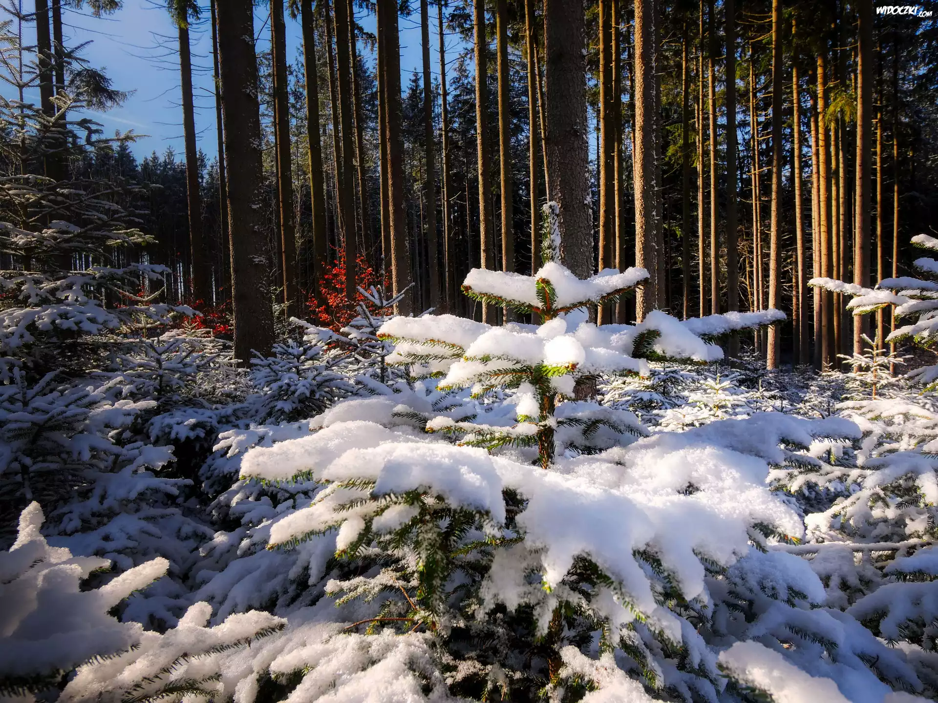 Zima, Las, Drzewa, Słoneczny, Dzień, Śnieg