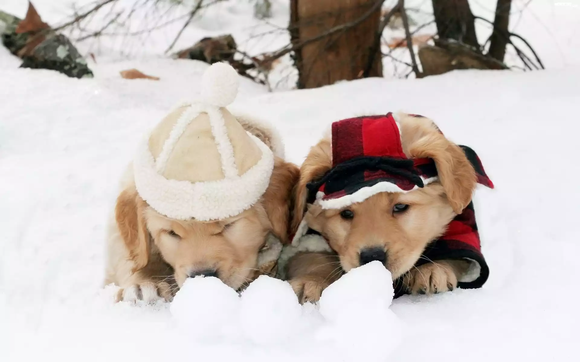 Zima, Åšnieg, Psy, Szczeniaki, Golden Retriever