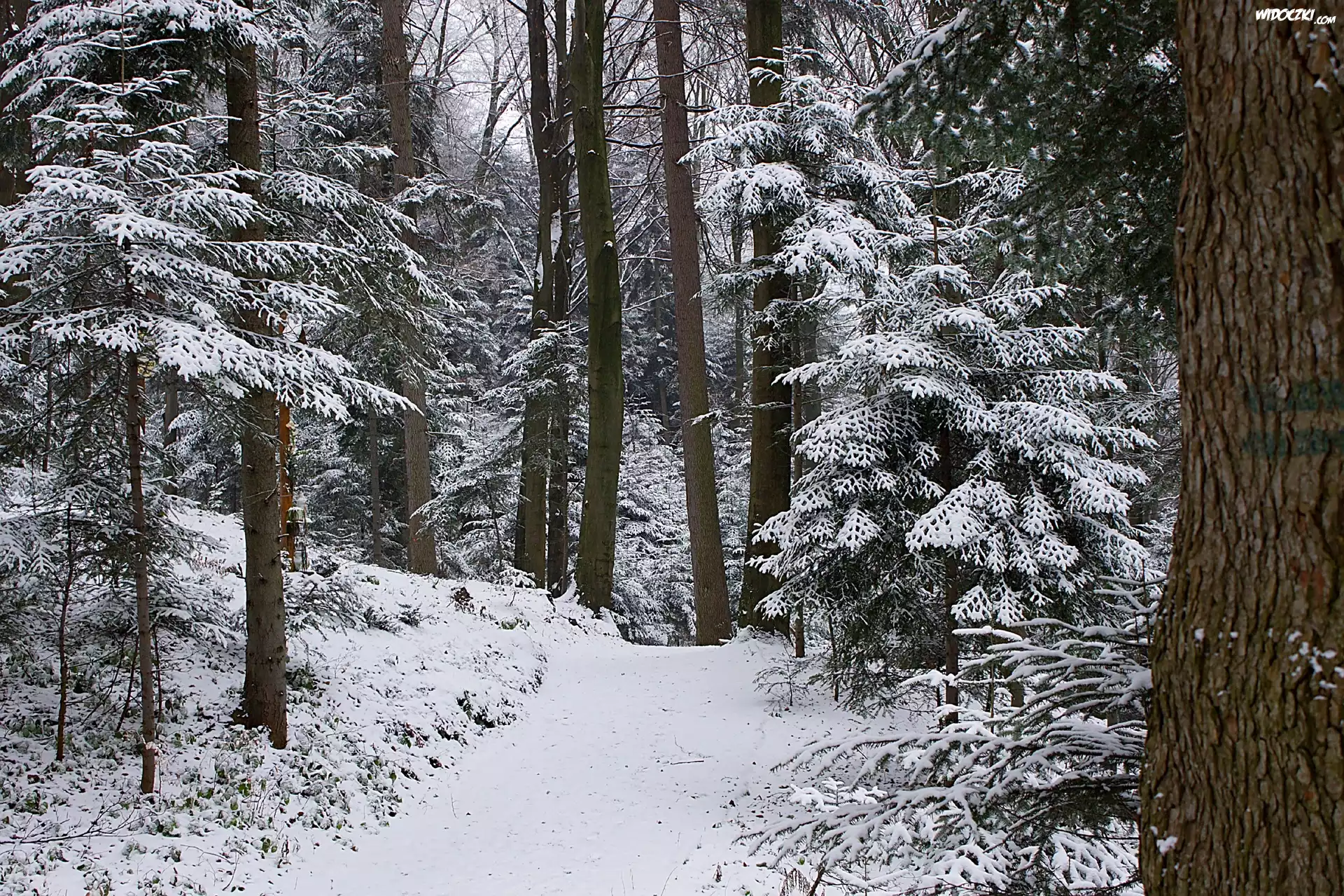 Las, Zima, Śnieg