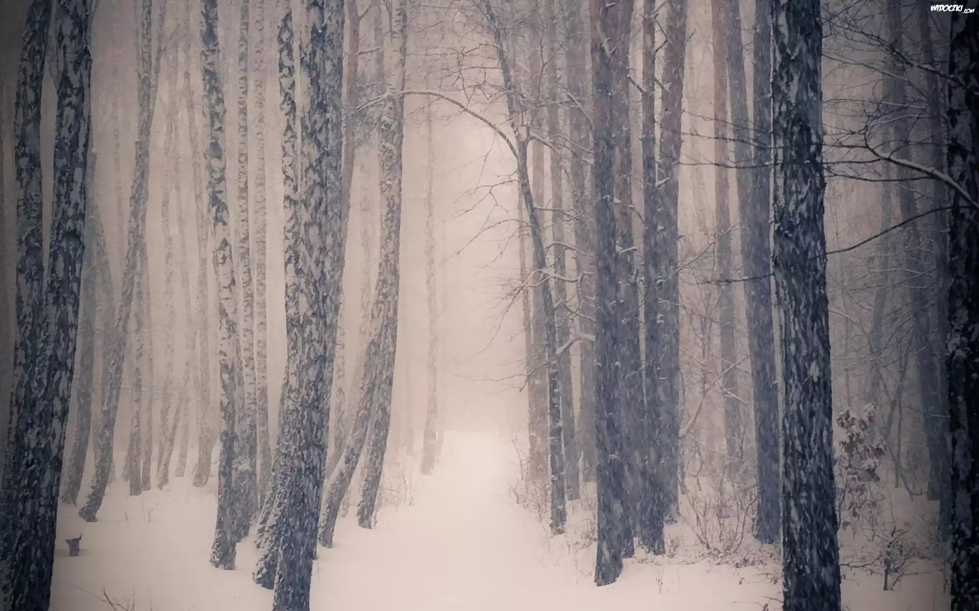 Zima, Śnieg, Las, Drzewa