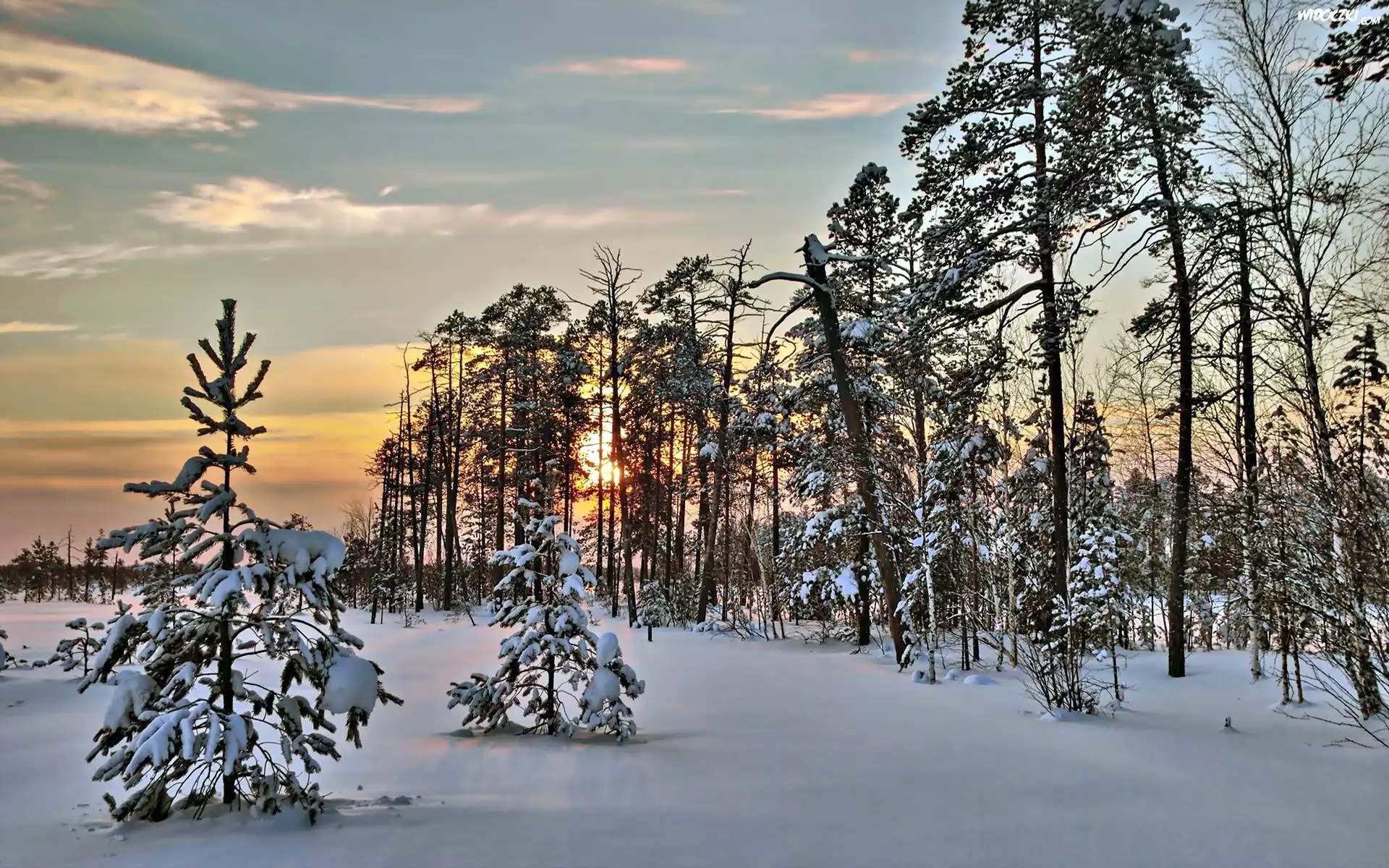 Zima, Śnieg, Zachód Słońca, Las, Drzewa