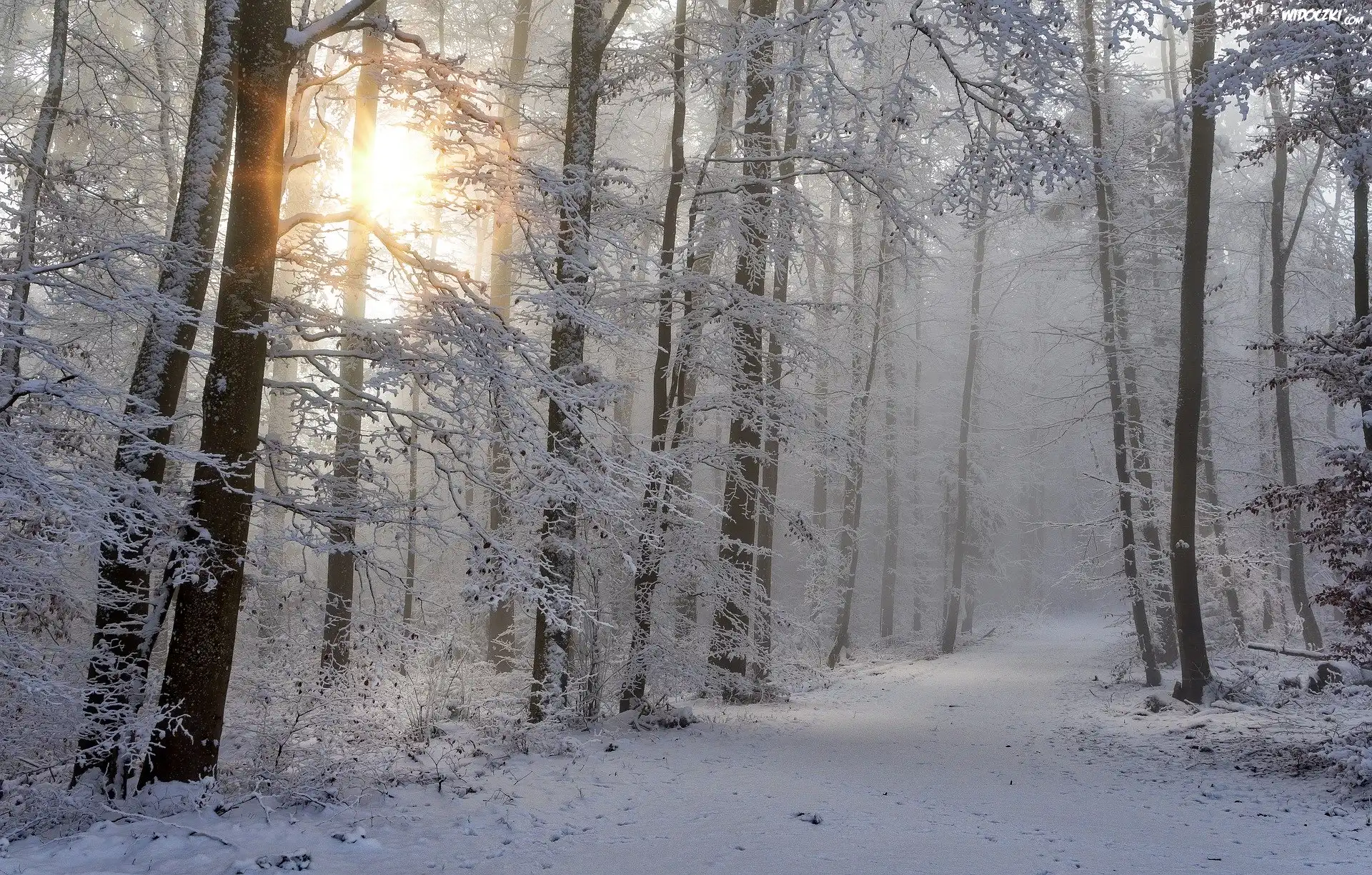 Zima, Drzewa, Las, Śnieg, Mgła, Słońce