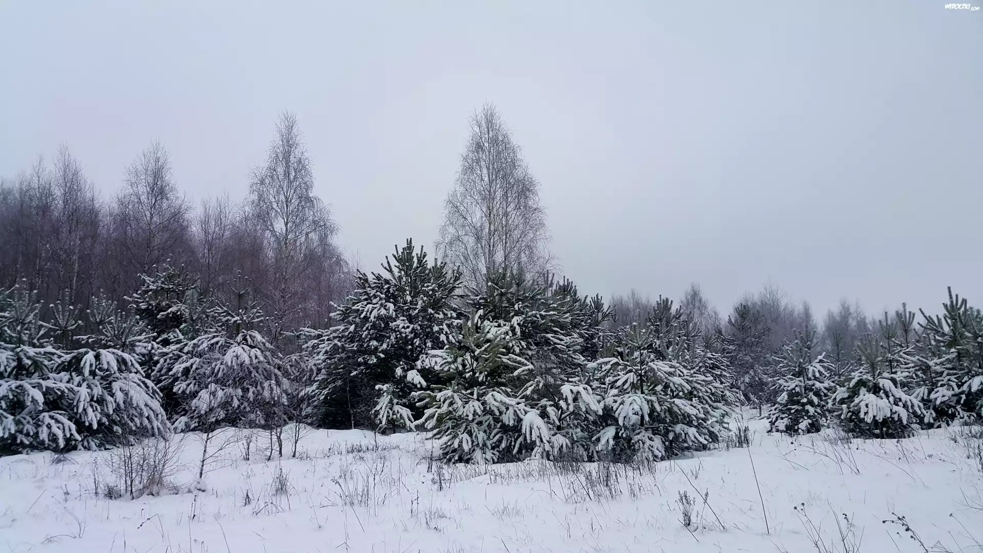 Zima, Las, Ośnieżone, Drzewa
