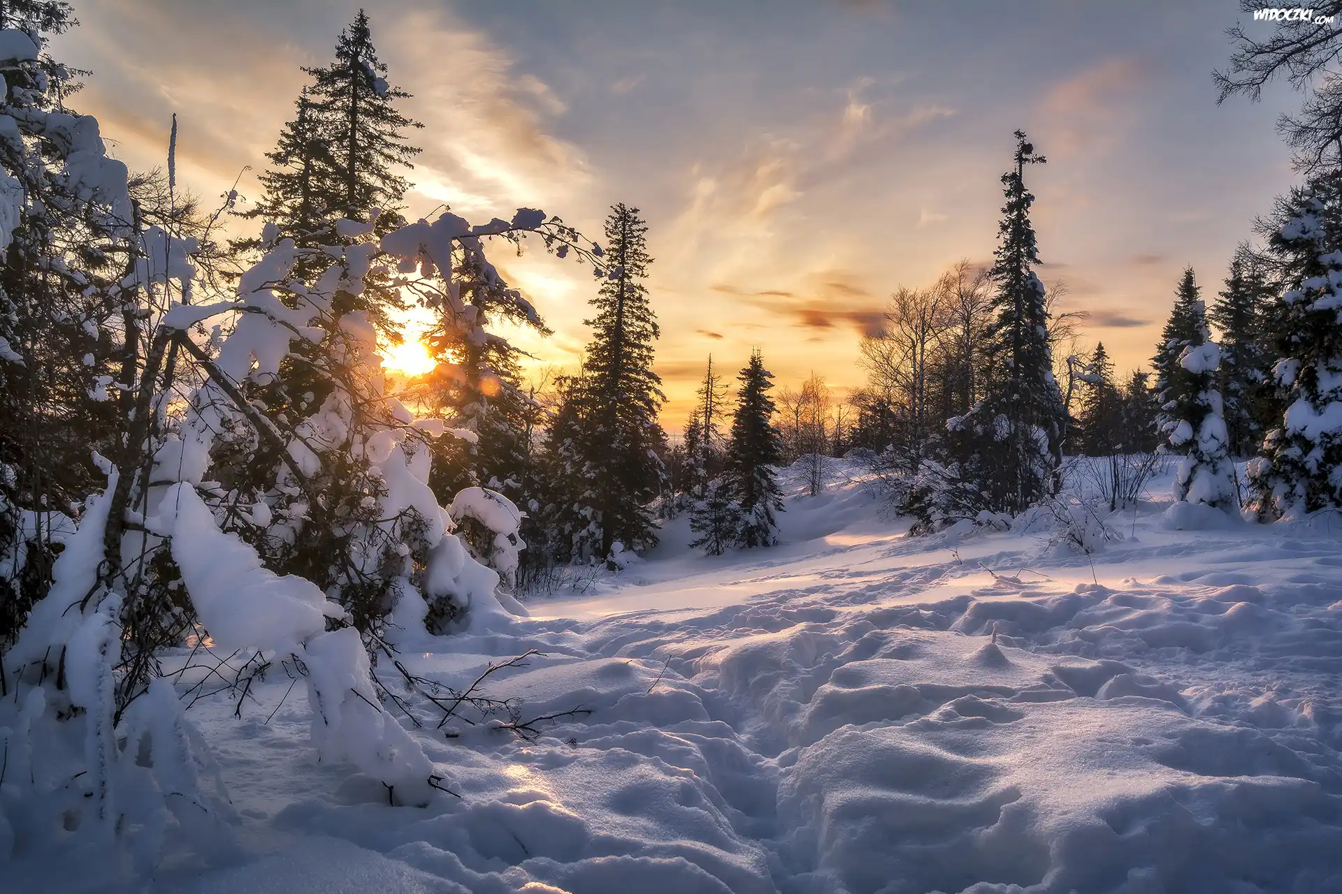 Zima, Śnieg, Wschód słońca, Ośnieżone, Drzewa