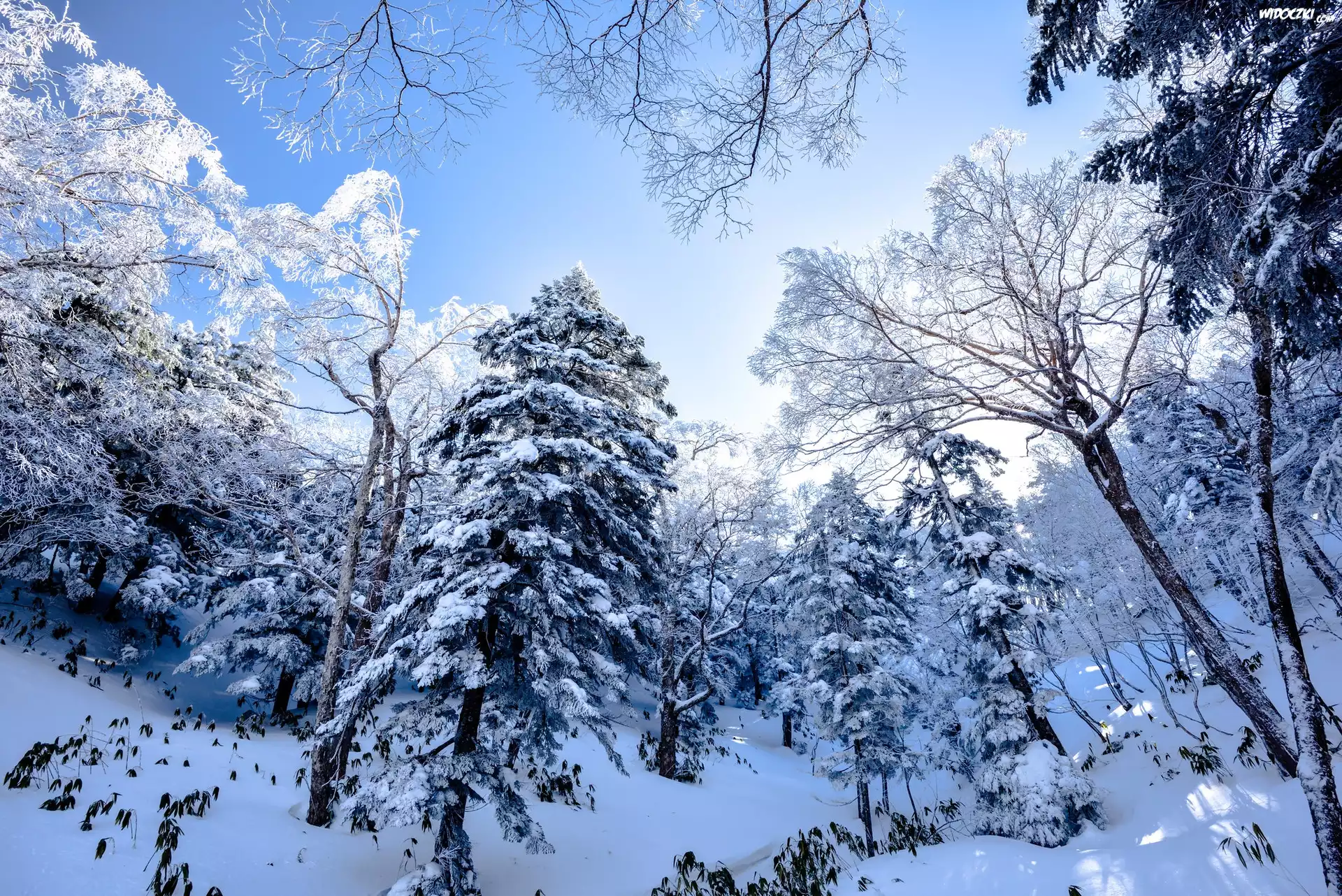 Zima, Śnieg, Drzewa, Ośnieżony, Las