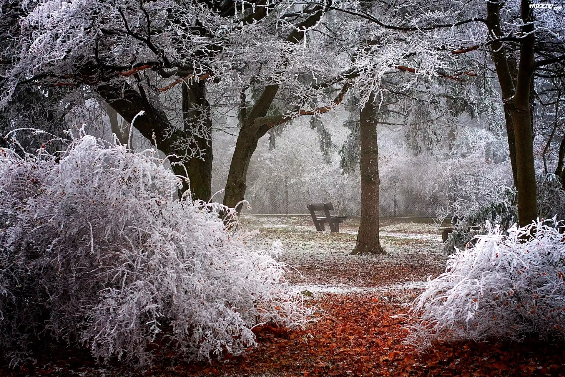 Zima, Park, Ławka, Oszronione, Drzewa
