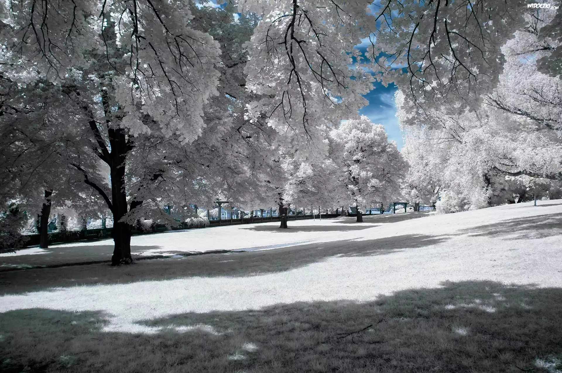 Zima, Park, Oszronione, Drzewa