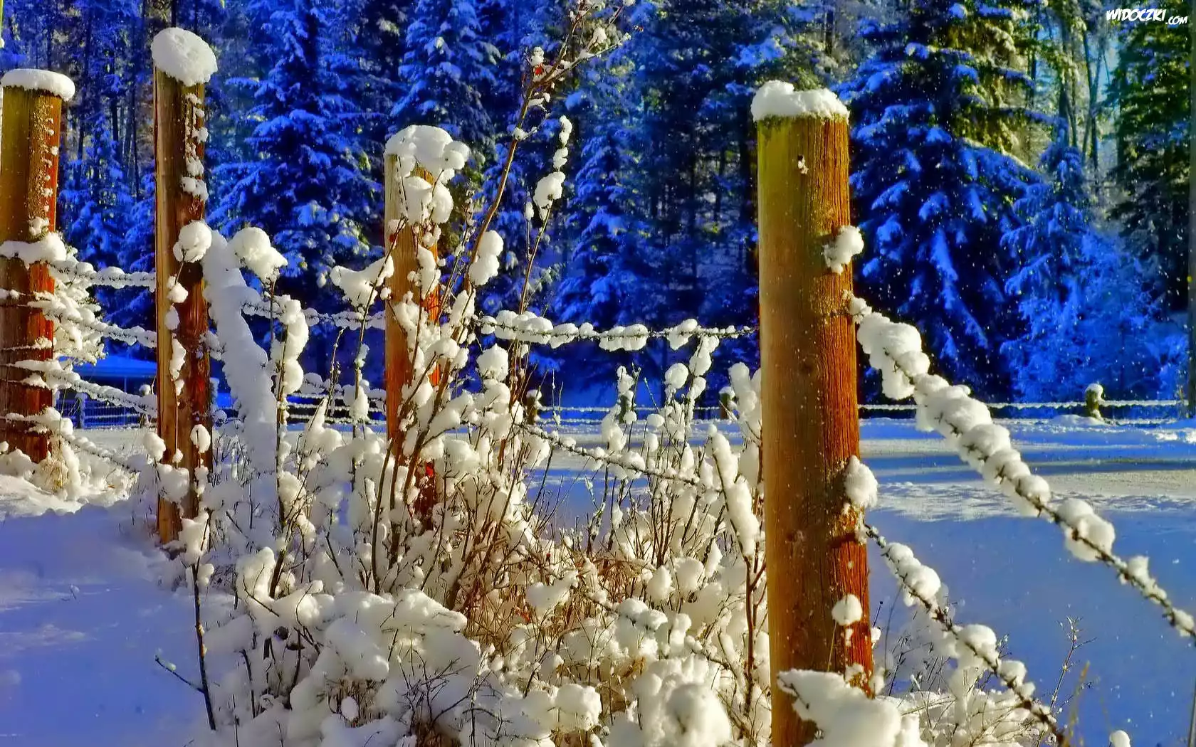 Zima, Las, Płot, Śnieg