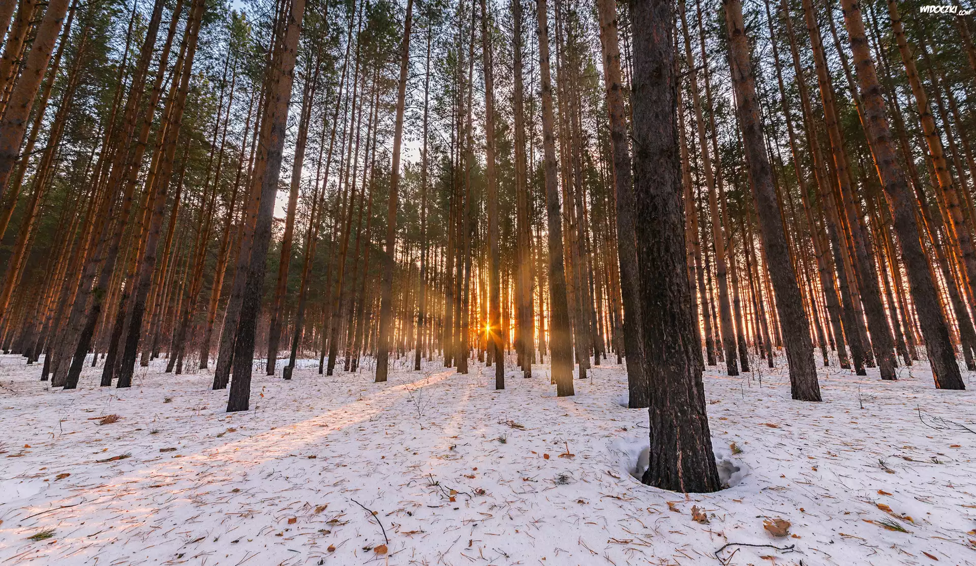 Zima, Śnieg, Las, Drzewa, Promienie słońca