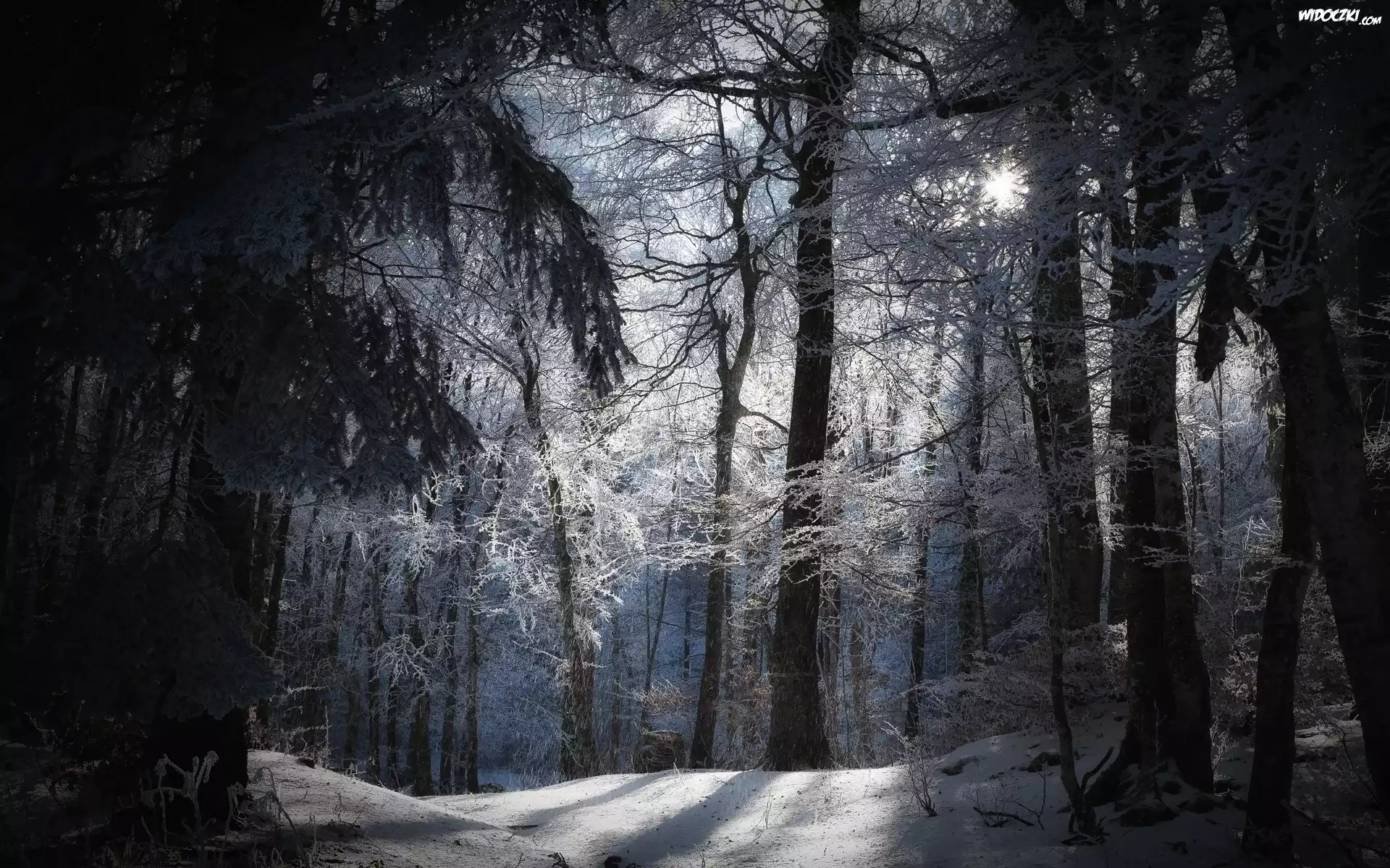Zima, Las, Śnieg, Przebijające, Światło