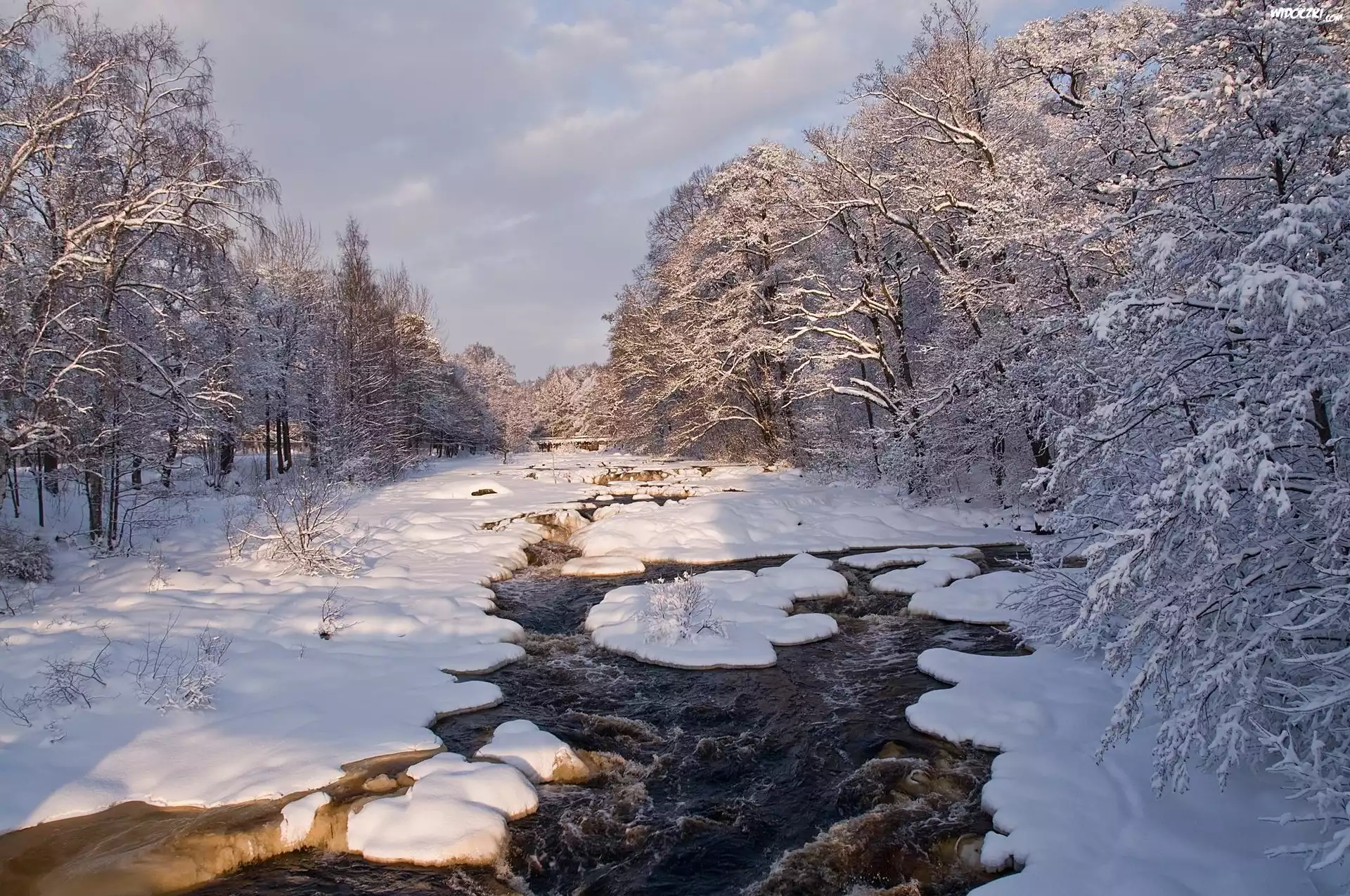 Rzeka, Zima, Las