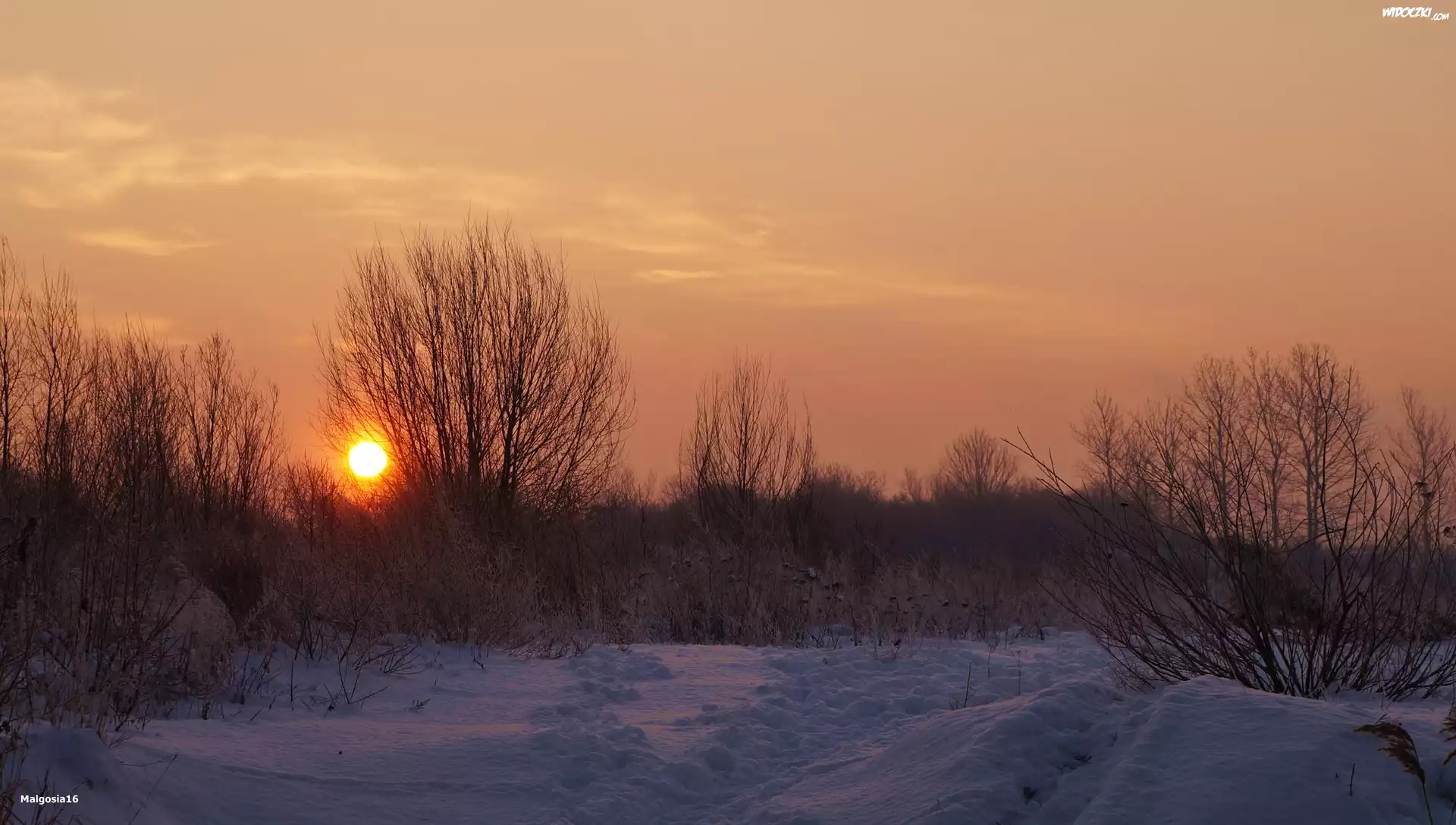 Zima, Śnieg, Wschód Słońca, Drzewa