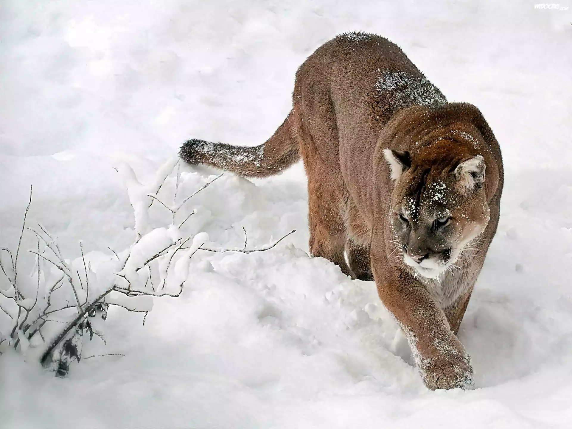 Zima, Puma, W Åšniegu