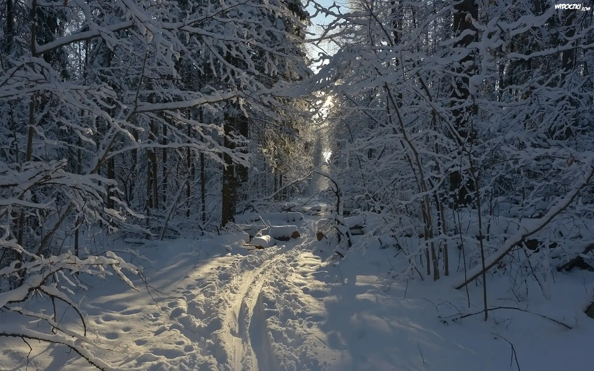 Zima, Śnieg, Las, Drzewa, Wydeptana, Ścieżka
