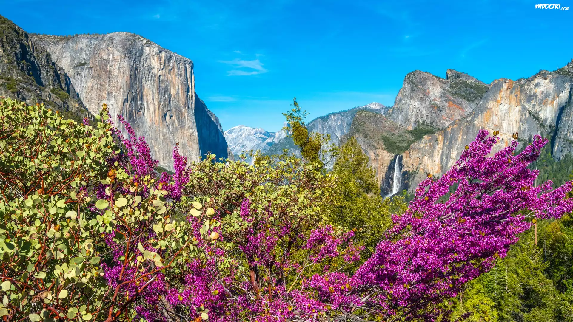 Park Narodowy Yosemite, Góry, Drzewa, Krzewy, Stan Kalifornia, Stany Zjednoczone