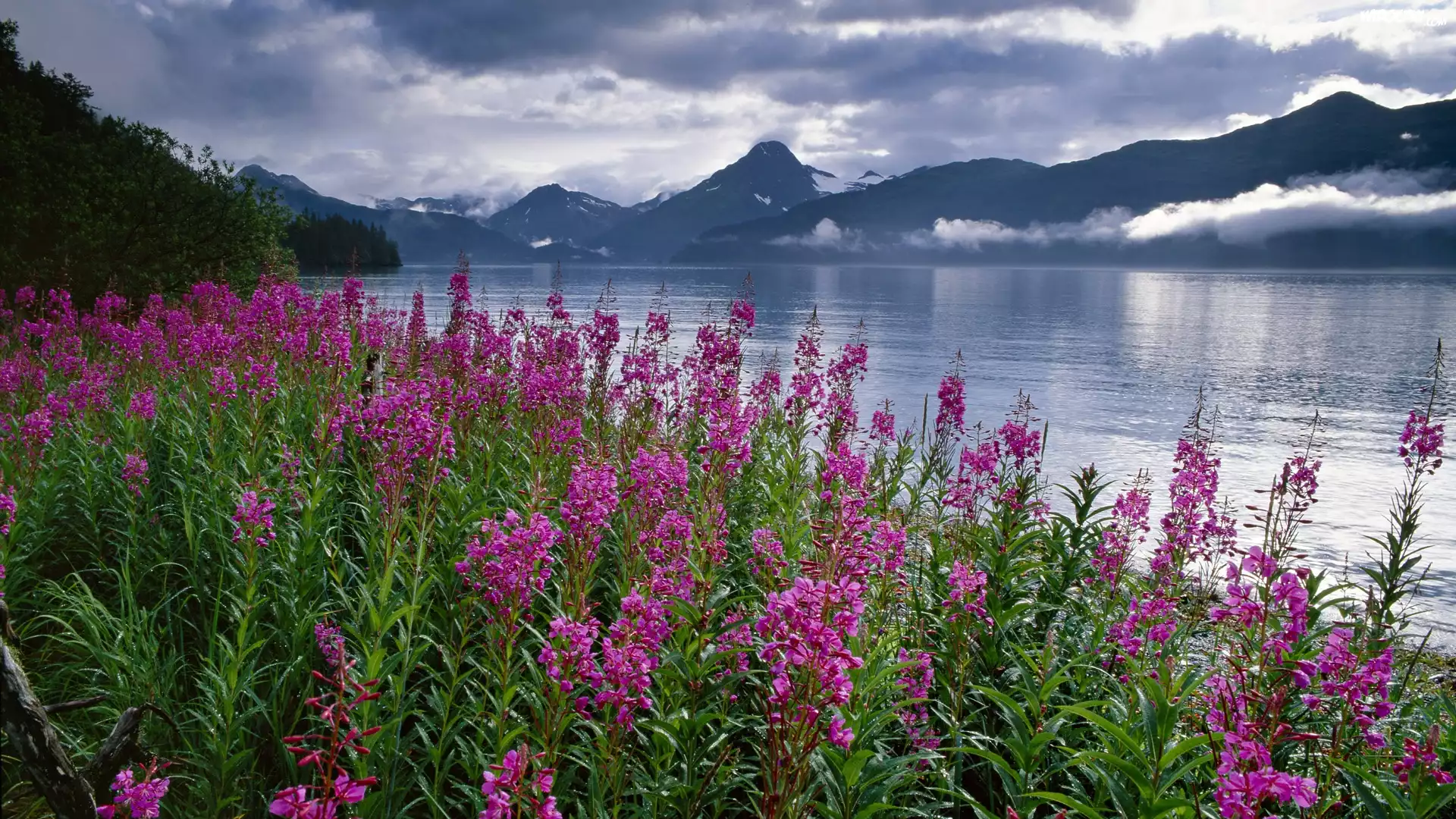 Stany Zjednoczone, Alaska, Fiord Kenai, Polne, Kwiaty, Wierzbówka kiprzyca, Góry