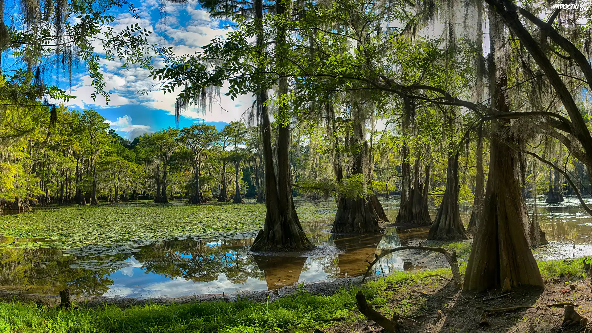 Jezioro Caddo Lake, Las, Drzewa, Stan Teksas, Stany Zjednoczone