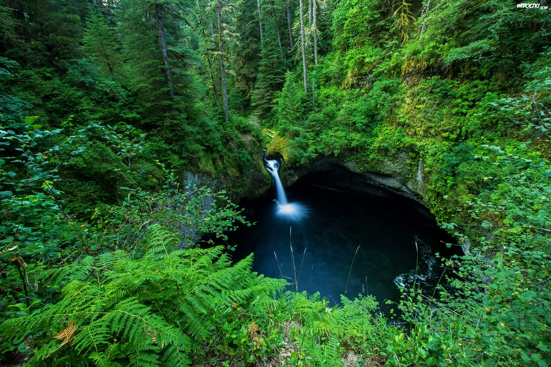 Wodospad Punch Bowl Falls, Las, Paprocie, Drzewa, Oregon, Stany Zjednoczone