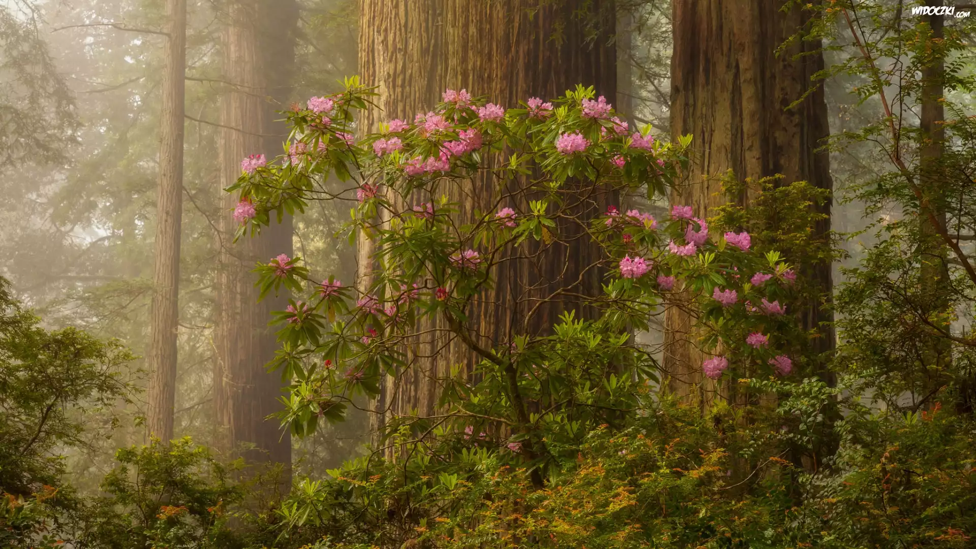 Park Narodowy Redwood, Różanecznik, Las, Drzewa, Kalifornia, Stany Zjednoczone