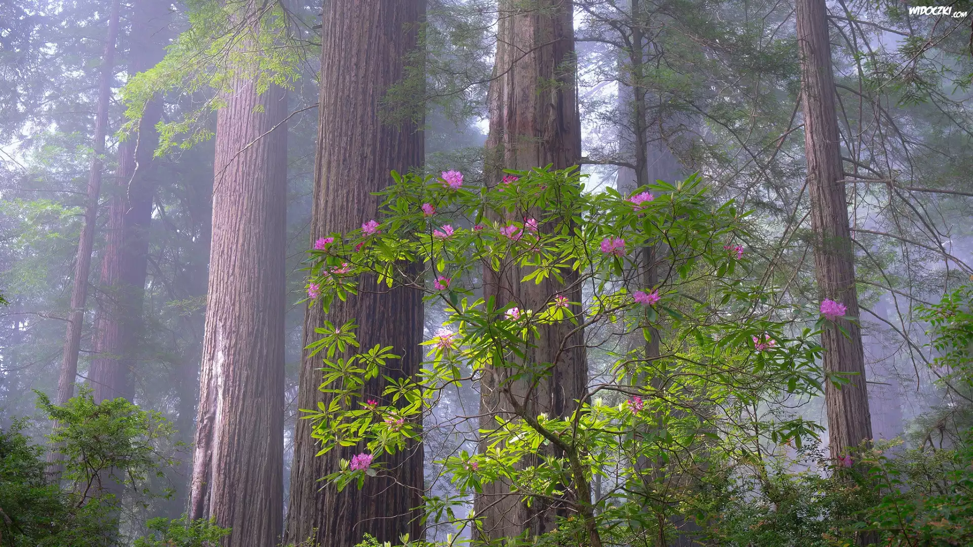 Park Narodowy Redwood, Las, Drzewa, Różanecznik, Kalifornia, Stany Zjednoczone