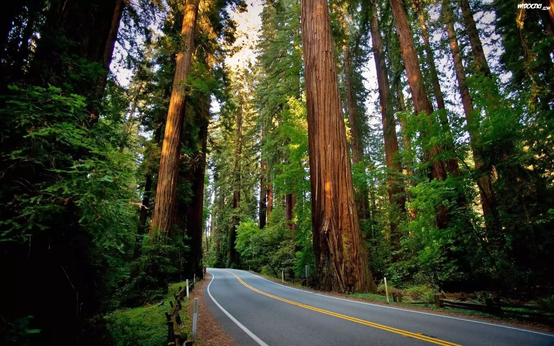 Stany Zjednoczone, Kalifornia, Las, Droga, Park Narodowy Redwood