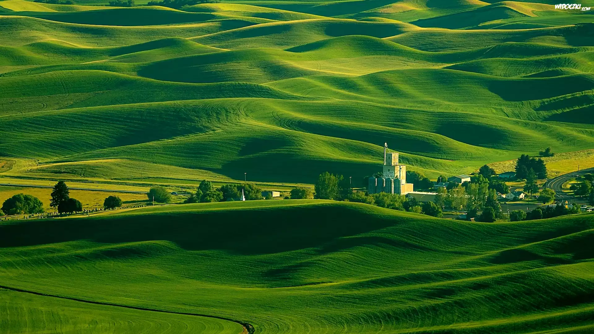 Wzgórza, Drzewa, Łąki, Pola, Region Palouse, Stan Waszyngton, Stany Zjednoczone