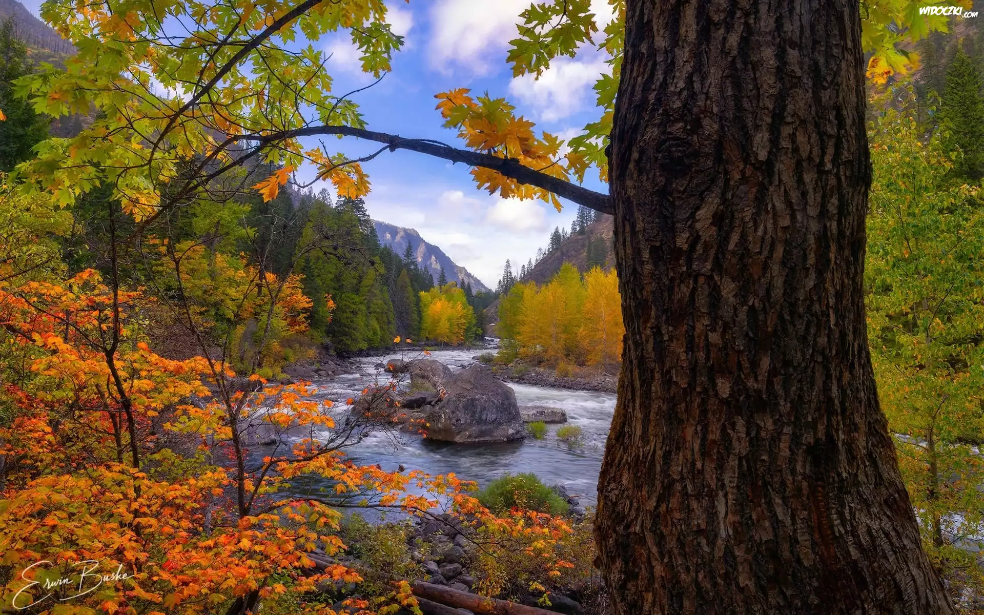 Rzeka, Wenetchee River, Jesień, Drzewa, Stan Waszyngton, Stany Zjednoczone