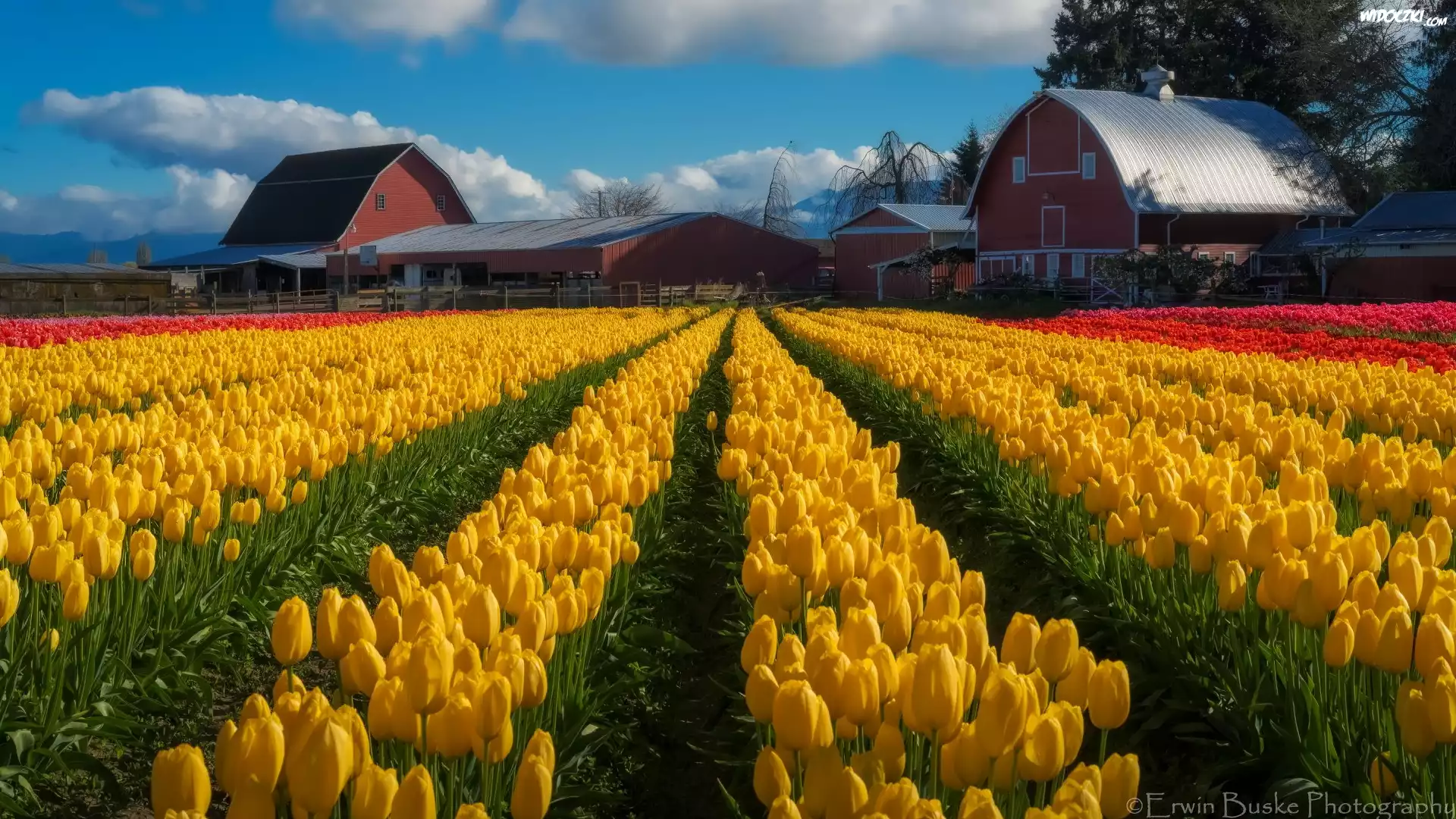 Plantacja, Tulipany, Pole, Domy, Skagit Valley, Stan Waszyngton, Stany Zjednoczone