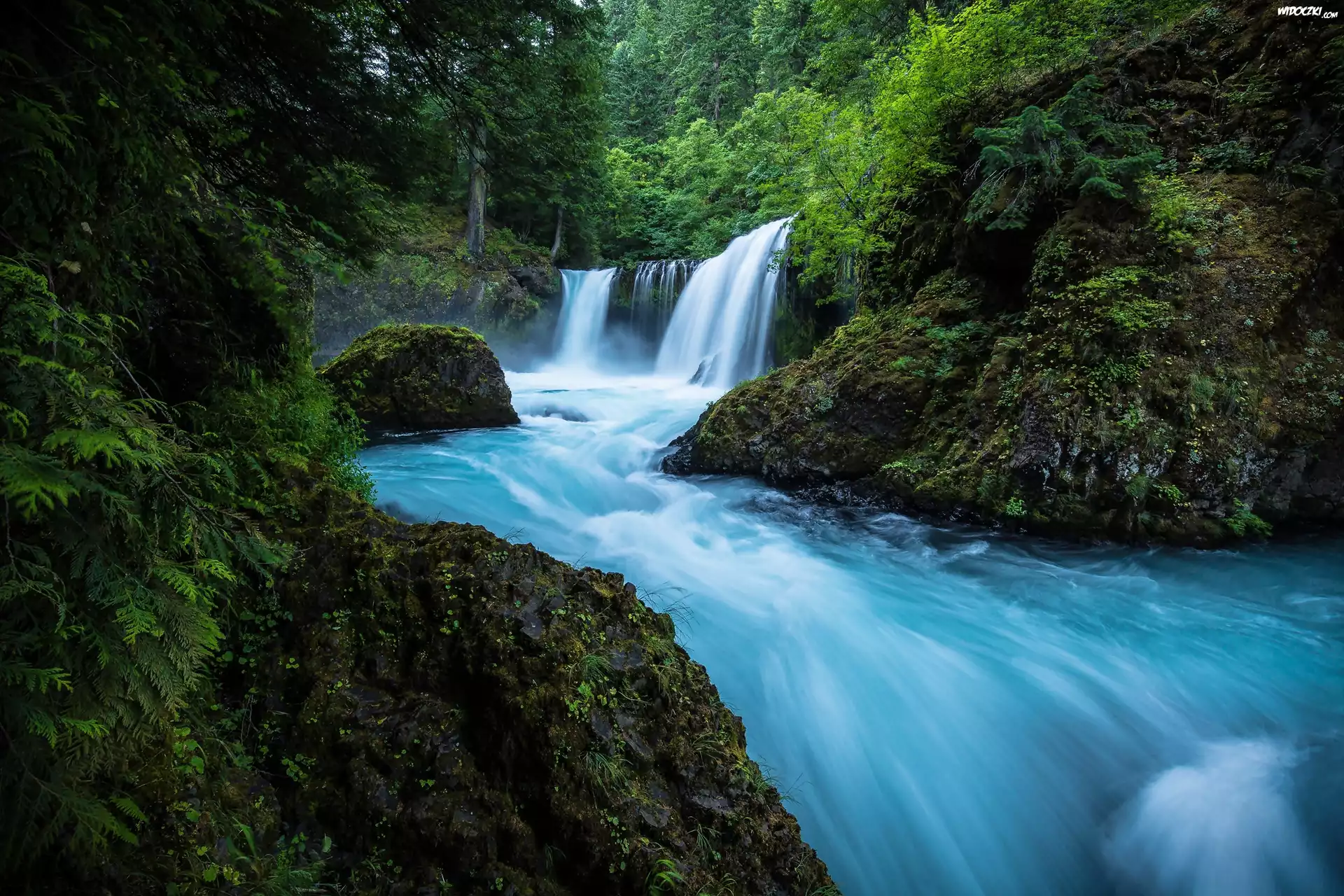 Stany Zjednoczone, Stan Waszyngton, Hrabstwo Skamania, Rezerwat przyrody Columbia River Gorge, Las, Rzeka Little White Salmon River, Wodospad Spirit Falls
