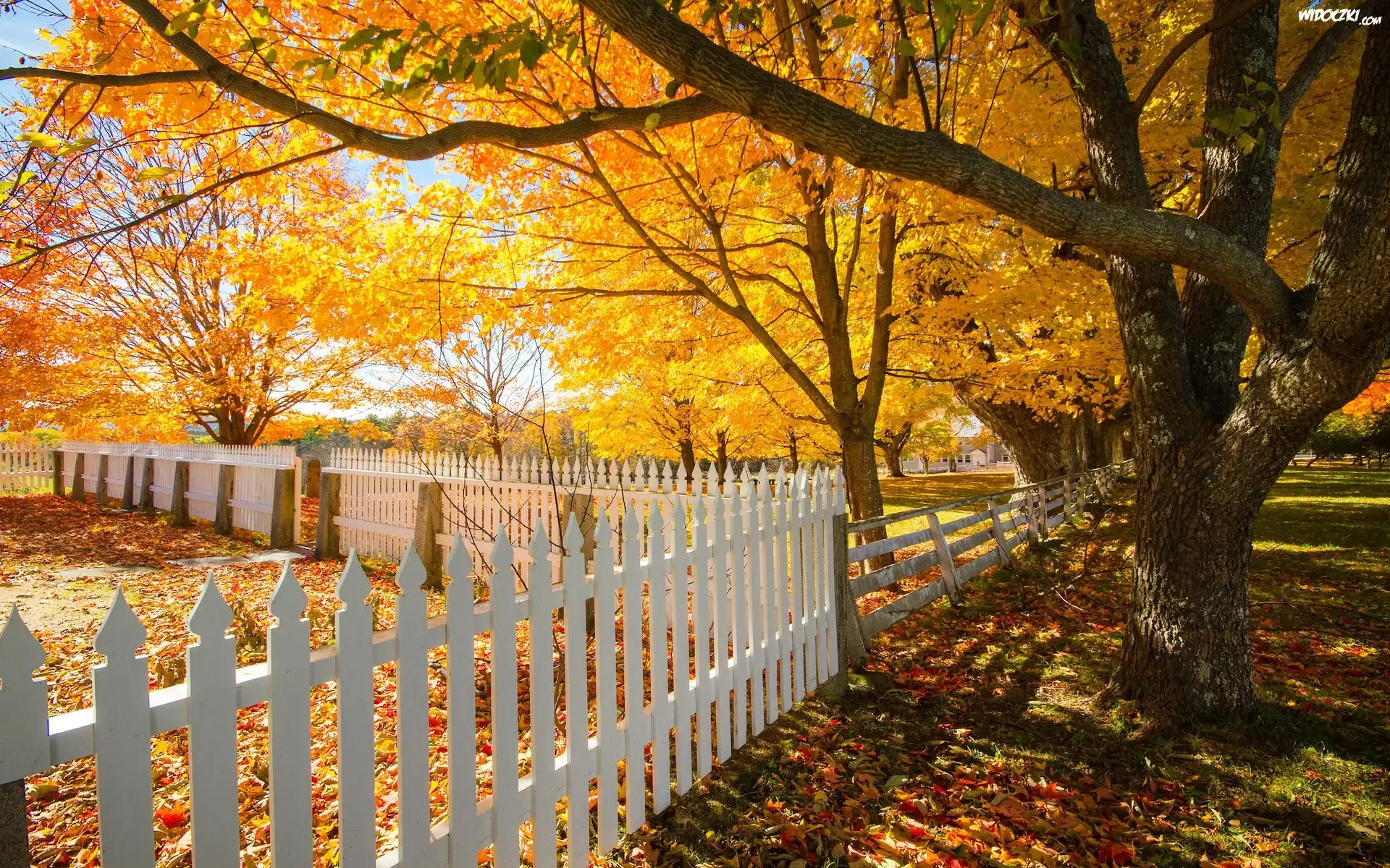 Jesień, Drzewa, Ogrodzenie, Shaker Village, Canterbury, New Hampshire, Stany Zjednoczone